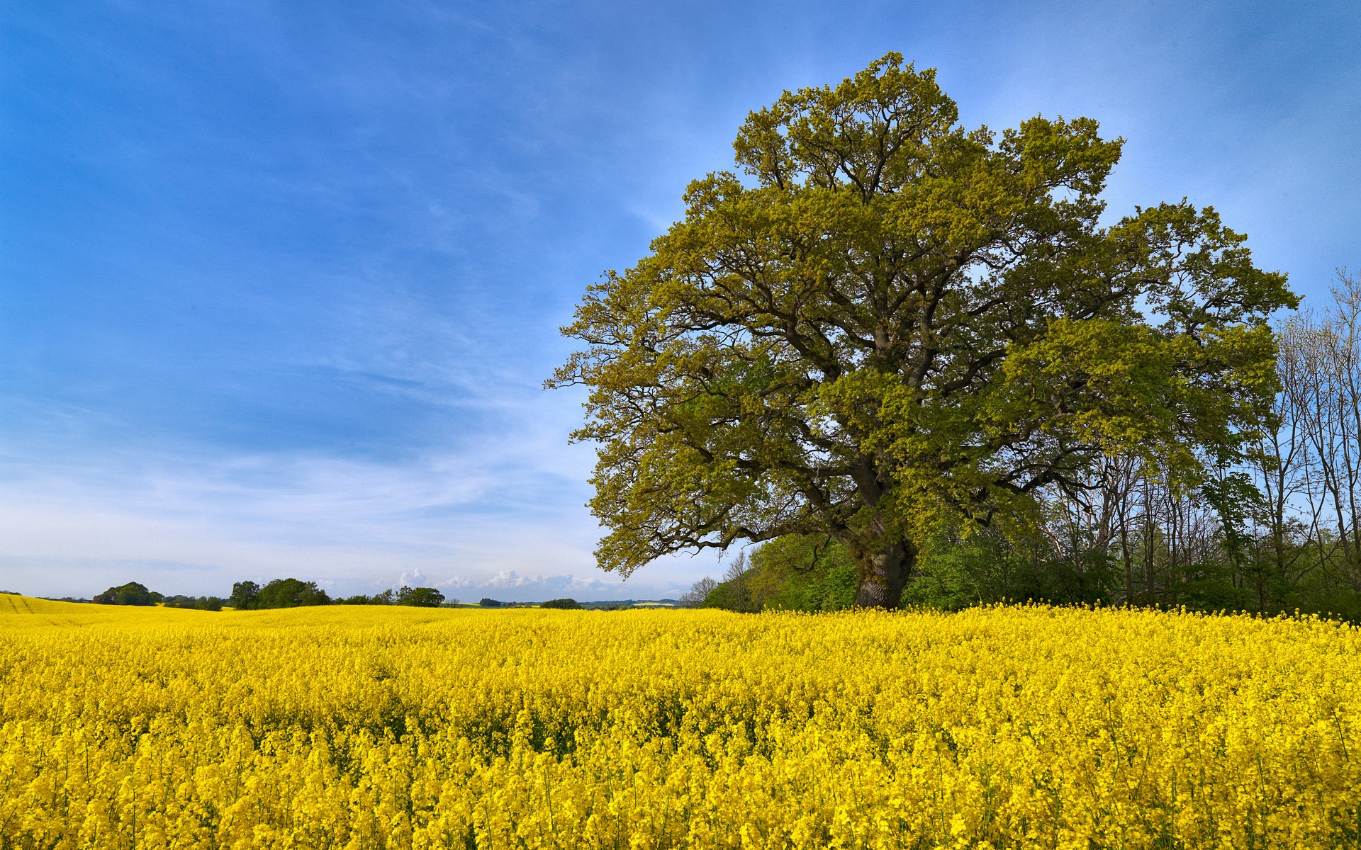 Download mobile wallpaper Earth, Field for free.