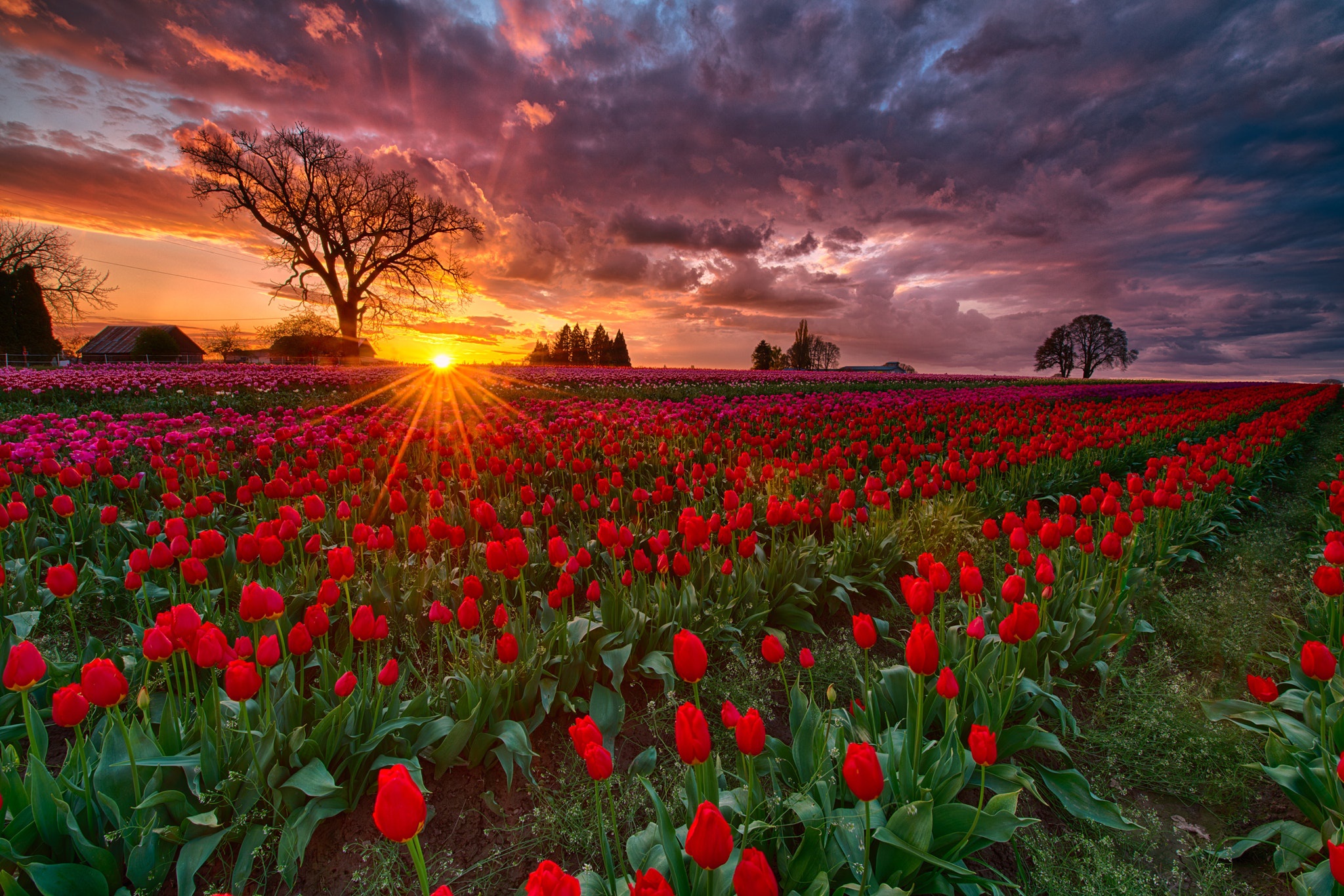 Download mobile wallpaper Flowers, Sunrise, Earth, Field, Tulip, Red Flower for free.