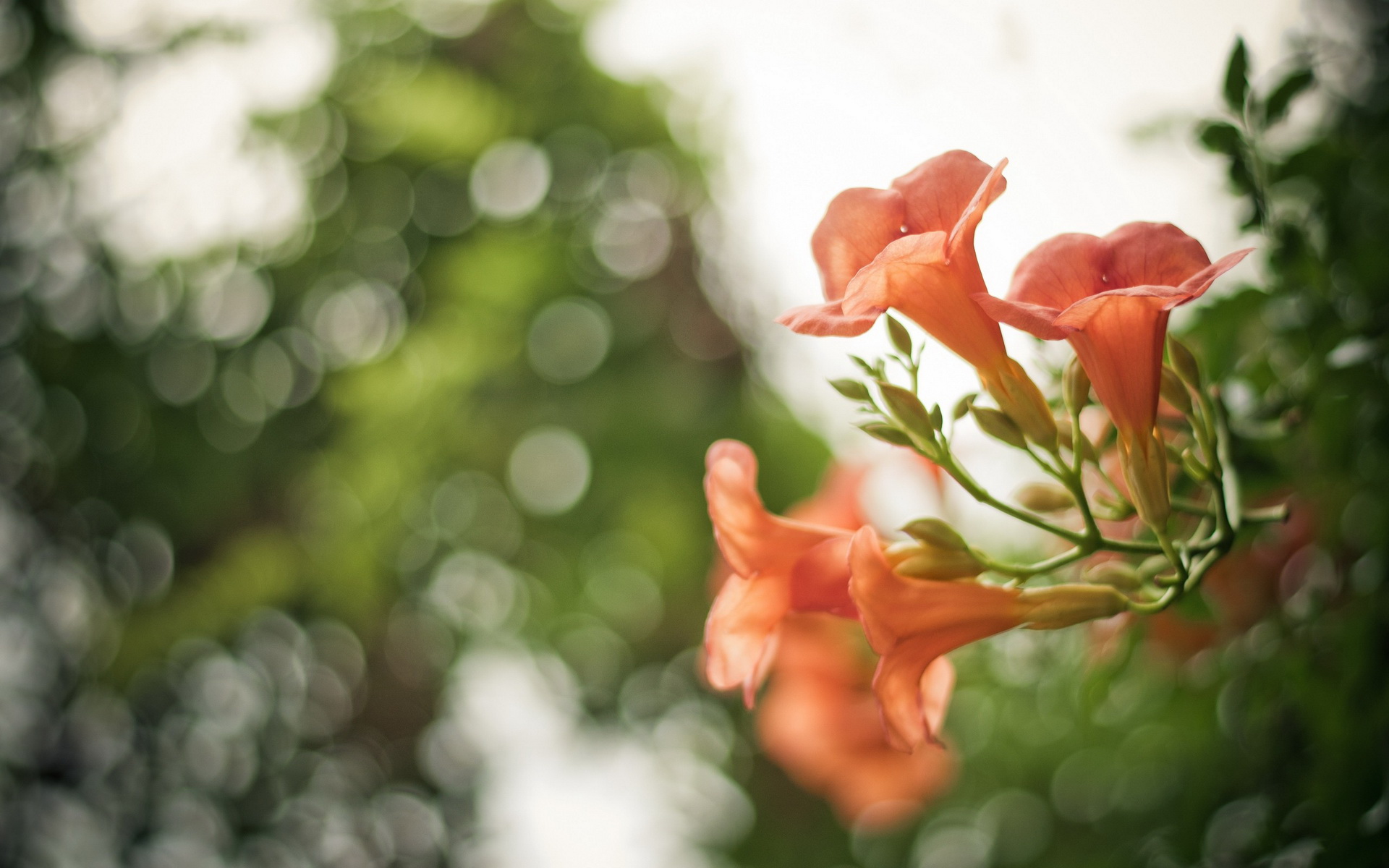 Laden Sie das Blumen, Blume, Erde/natur-Bild kostenlos auf Ihren PC-Desktop herunter