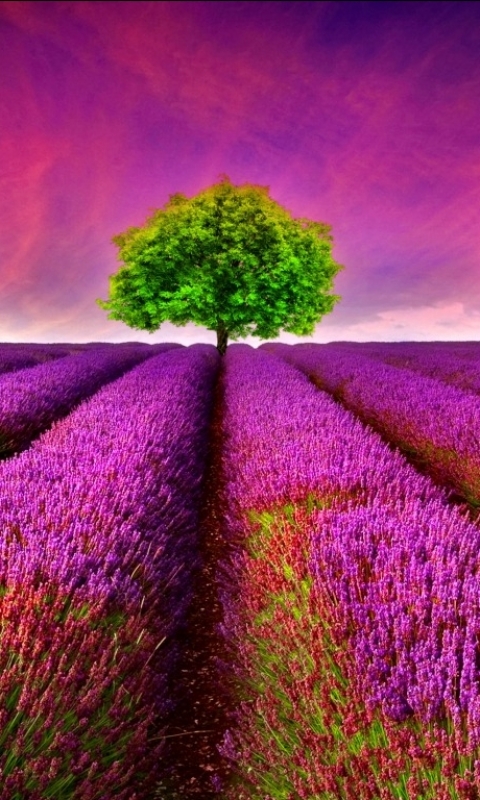 Download mobile wallpaper Flowers, Flower, Earth, Lavender, Photography for free.