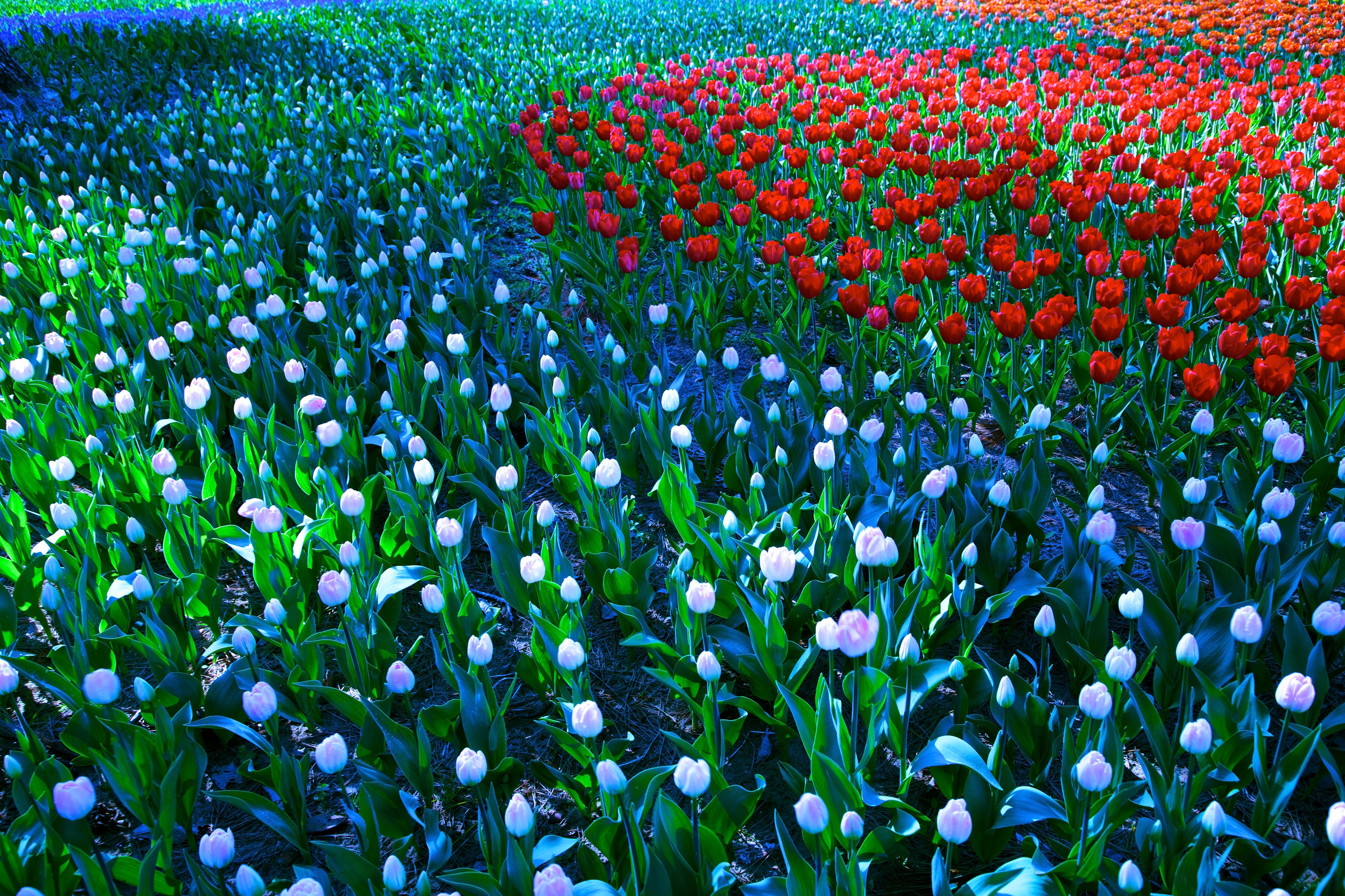 Download mobile wallpaper Nature, Flowers, Flower, Earth, Tulip, White Flower, Red Flower for free.