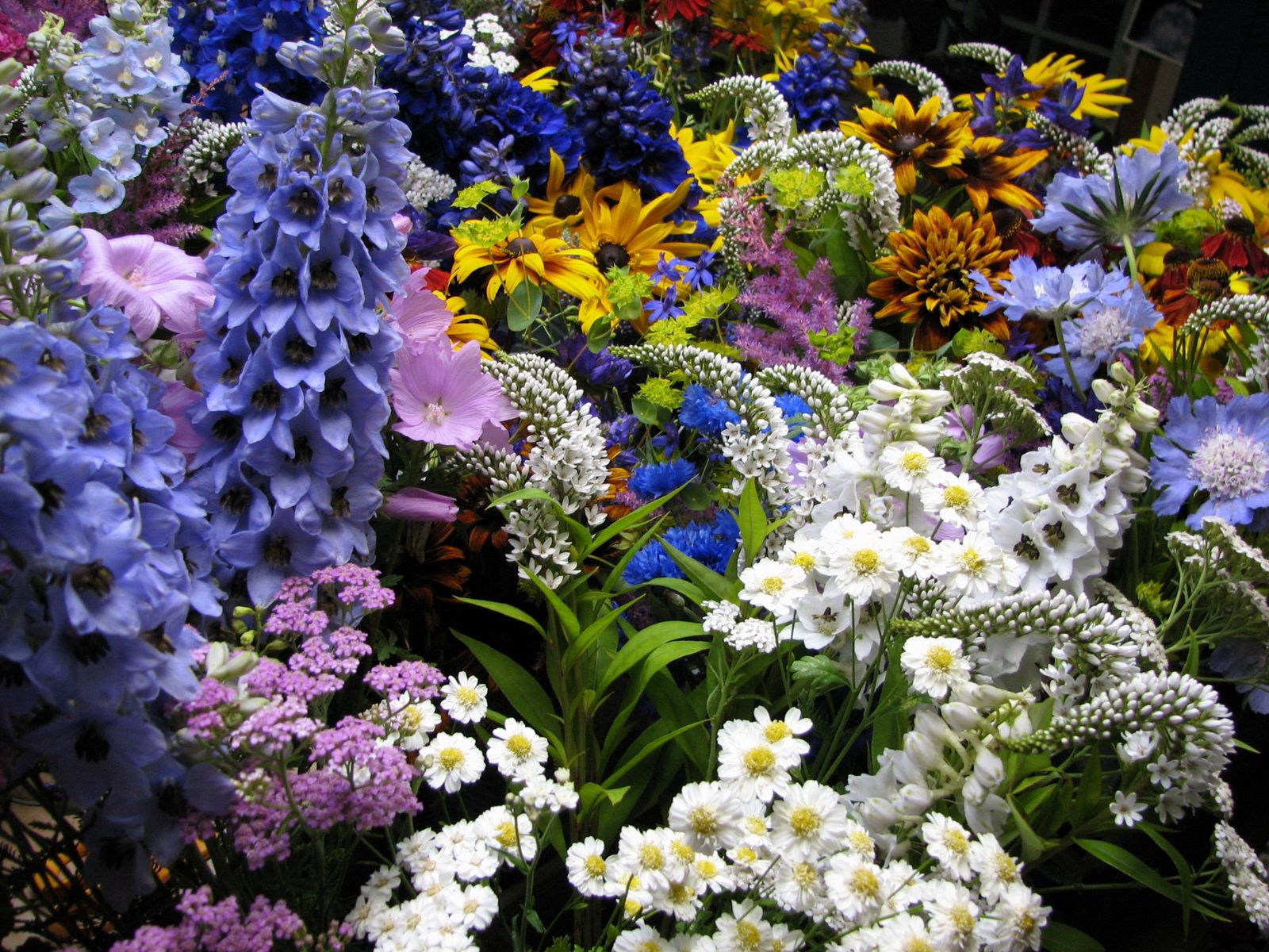 107870 завантажити шпалери квіти, клумба, клумбі, багато, різний, різноманітні, мускари, мускарі - заставки і картинки безкоштовно