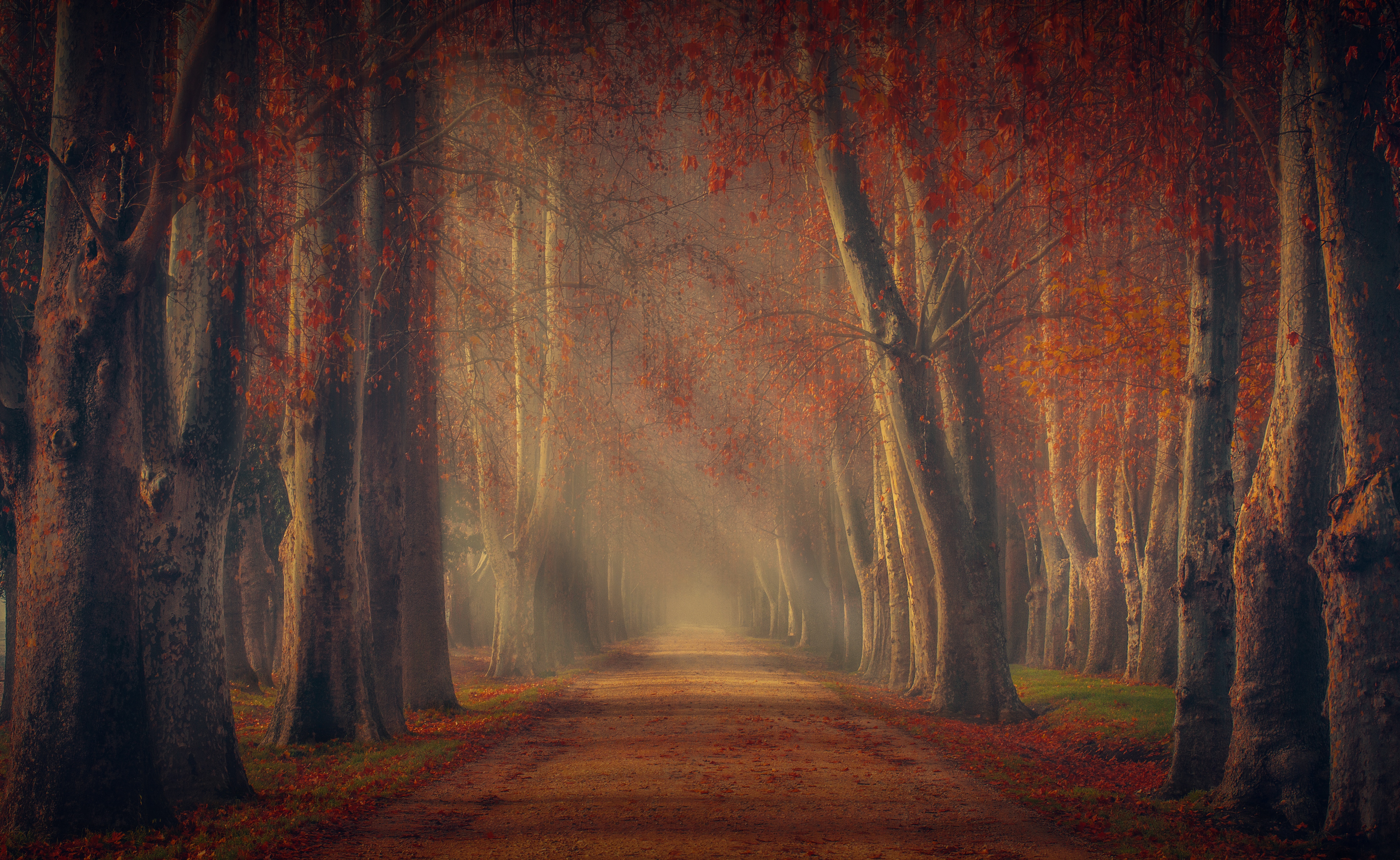 Laden Sie das Natur, Herbst, Straße, Wald, Baum, Sonnenstrahl, Menschengemacht-Bild kostenlos auf Ihren PC-Desktop herunter