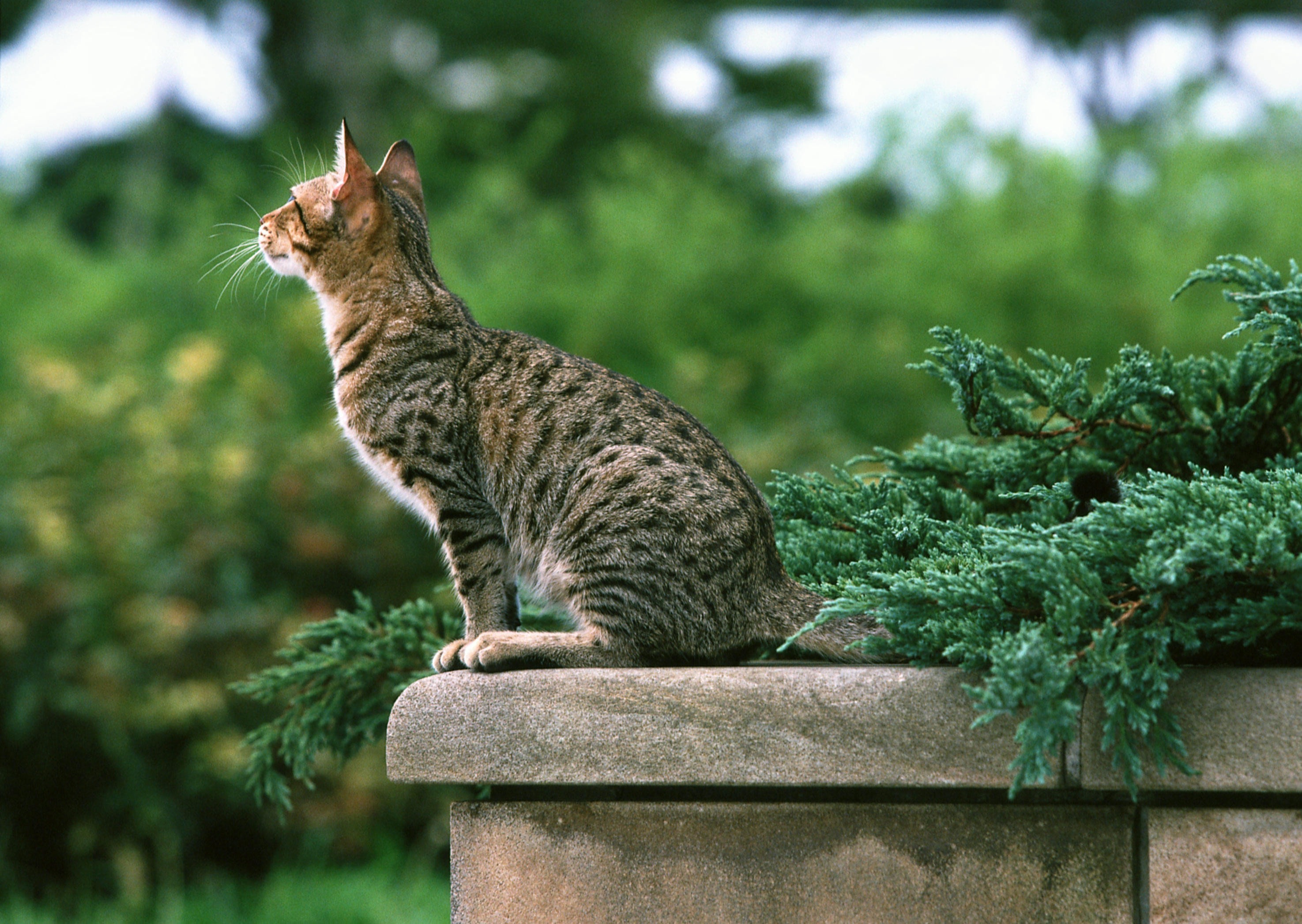 Descarga gratuita de fondo de pantalla para móvil de Animales, Gatos, Gato.