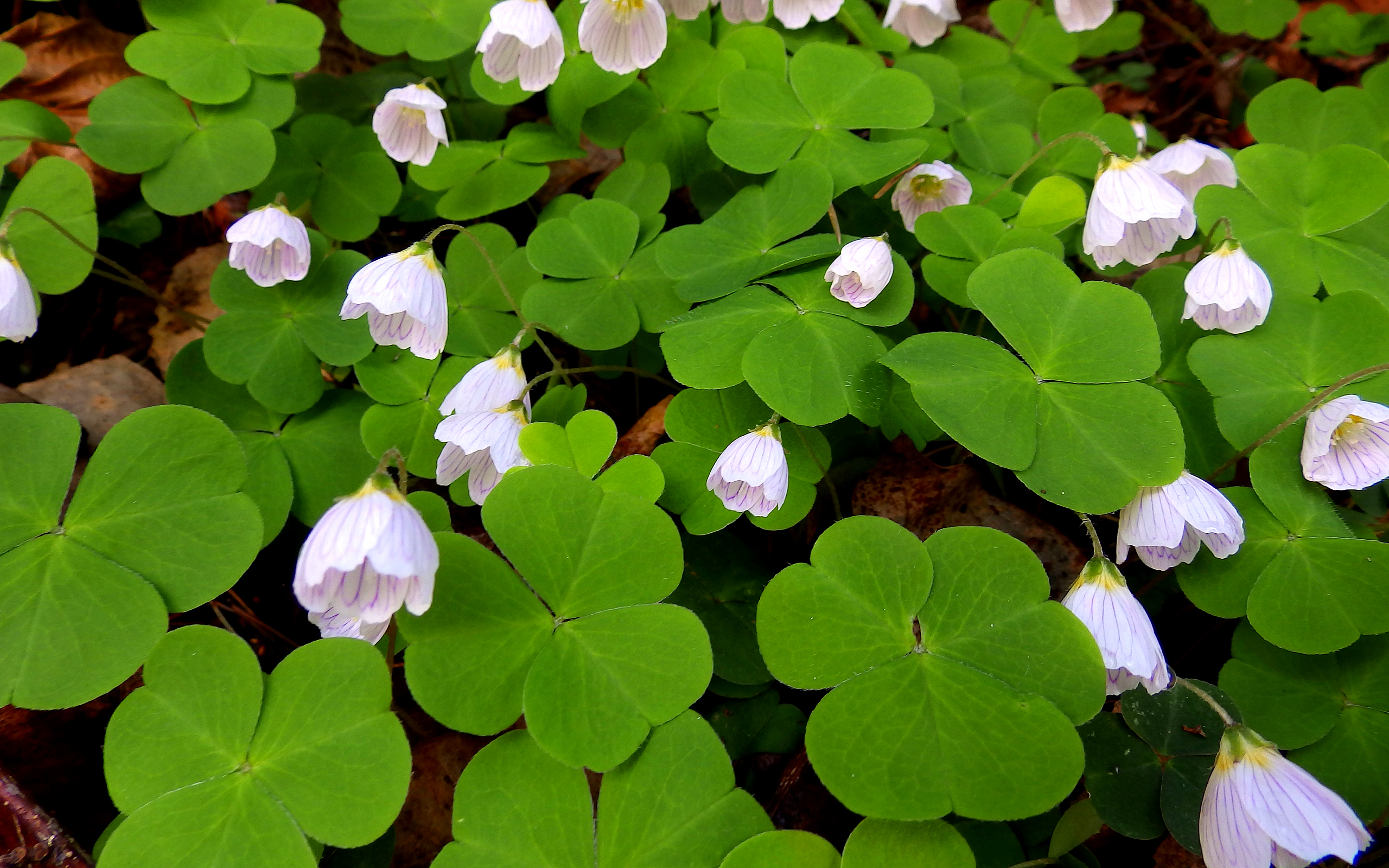 Free download wallpaper Nature, Flower, Close Up, Leaf, Earth, Oxalis on your PC desktop