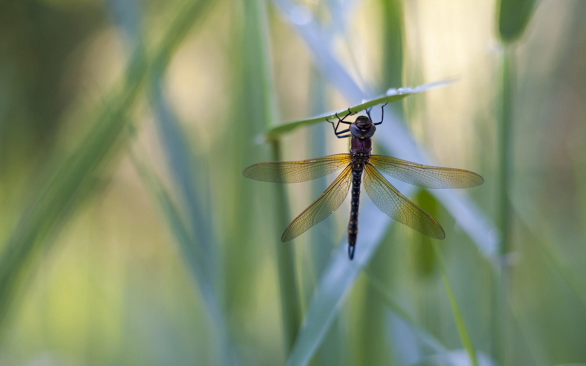 Free download wallpaper Insects, Macro, Insect, Animal, Dragonfly on your PC desktop