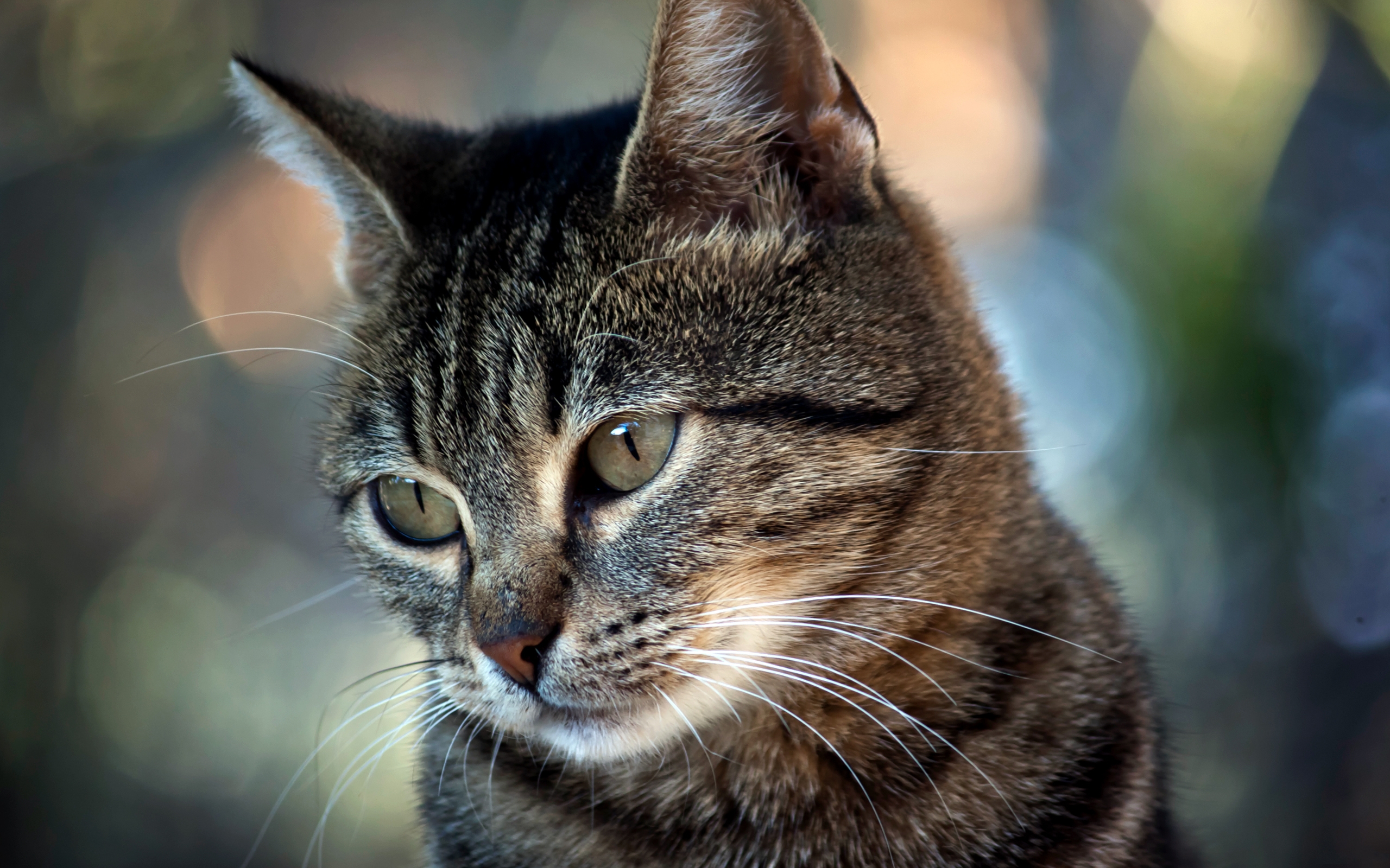 Descarga gratuita de fondo de pantalla para móvil de Animales, Gato.