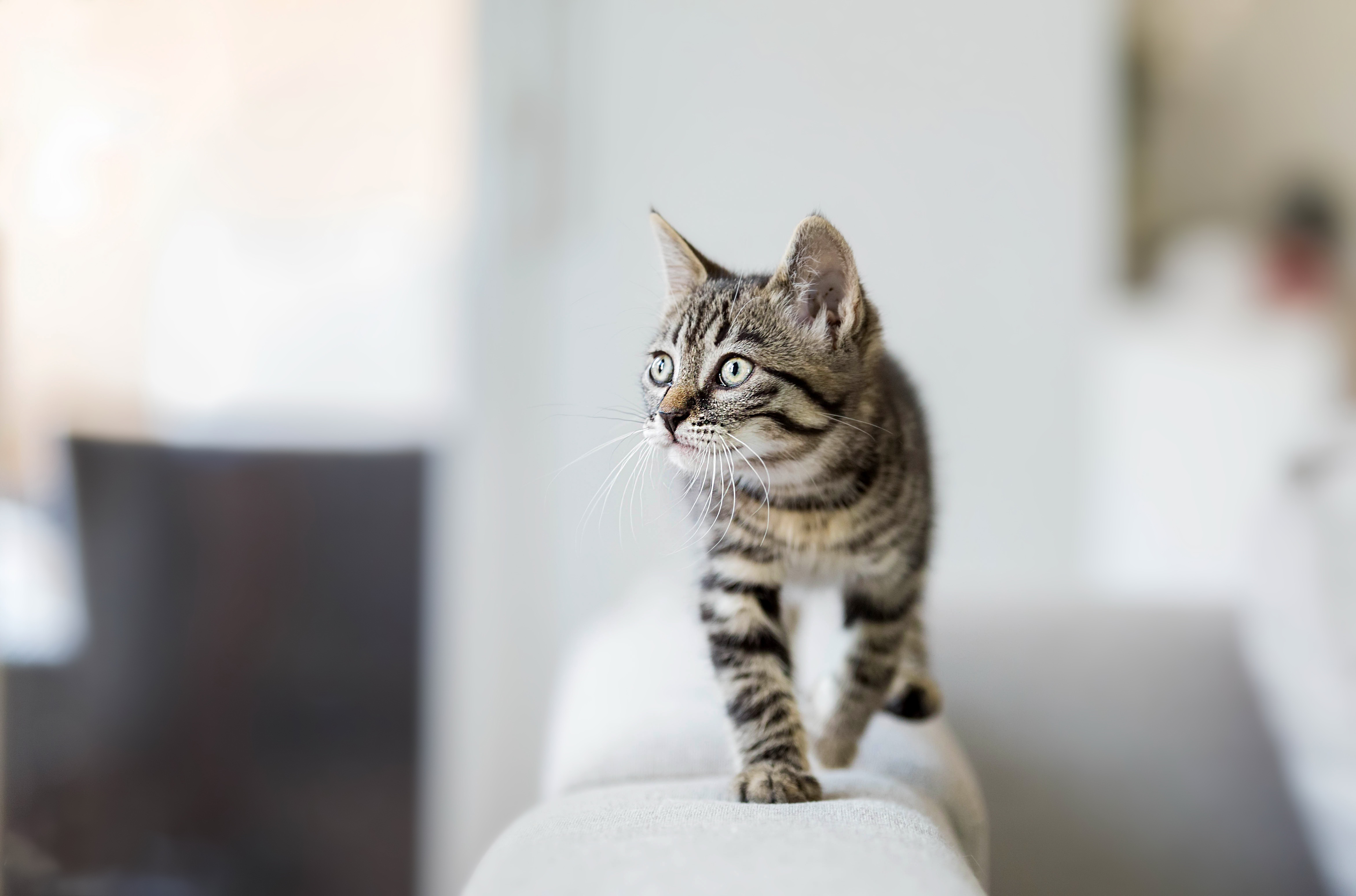 Téléchargez gratuitement l'image Animaux, Chats, Chat, Chaton, Bébé Animal sur le bureau de votre PC