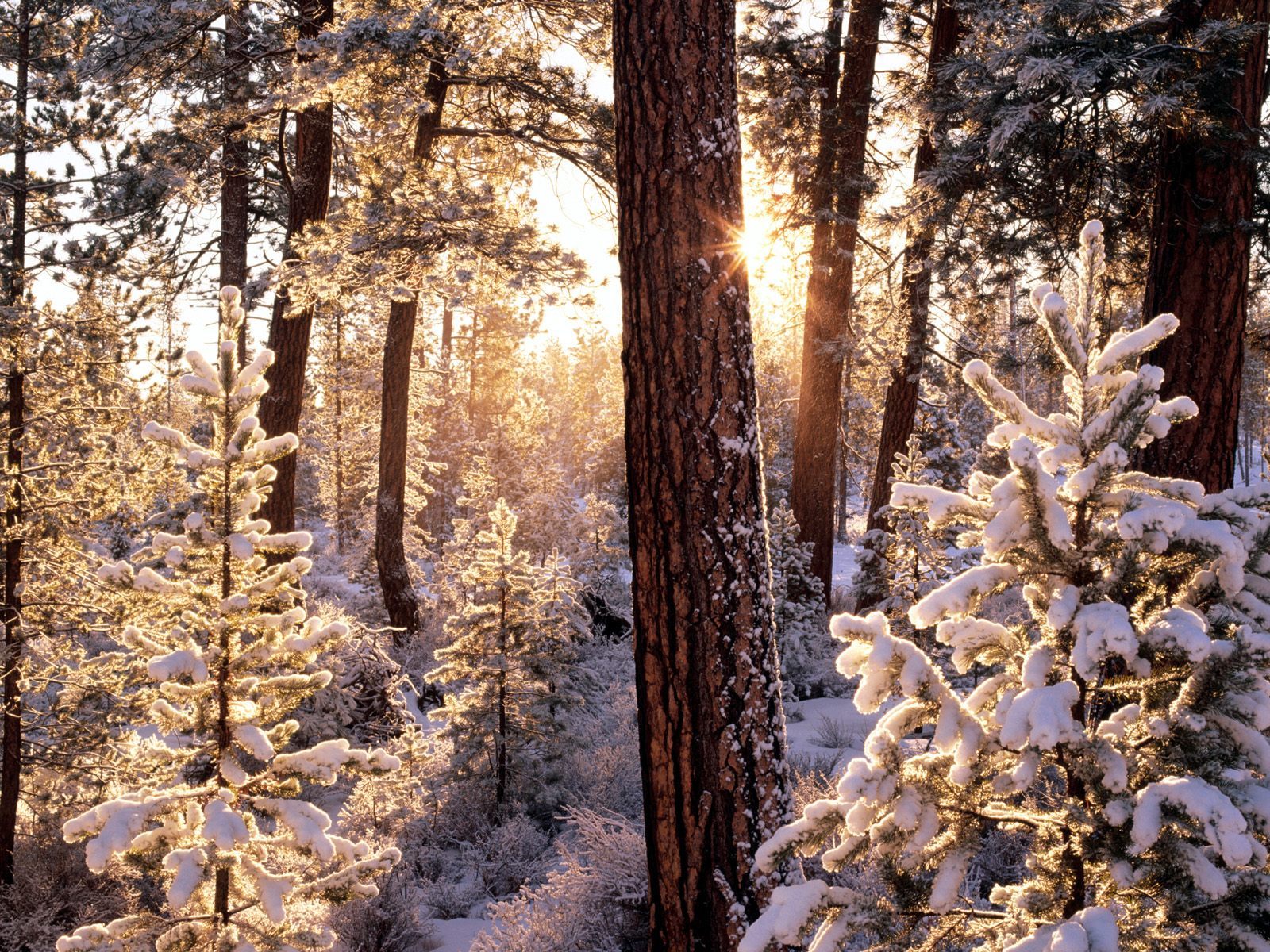 12312 Hintergrundbild herunterladen landschaft, winter, bäume, schnee, tannenbaum - Bildschirmschoner und Bilder kostenlos