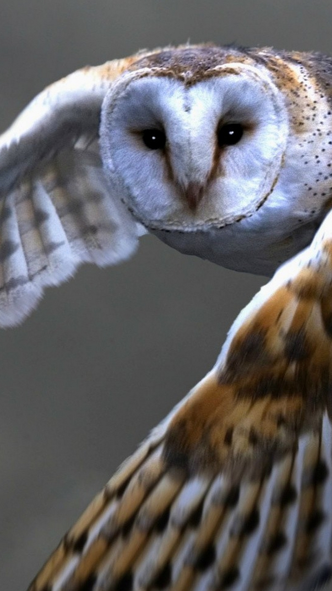 無料モバイル壁紙動物, 鳥, フクロウ, メンフクロウをダウンロードします。