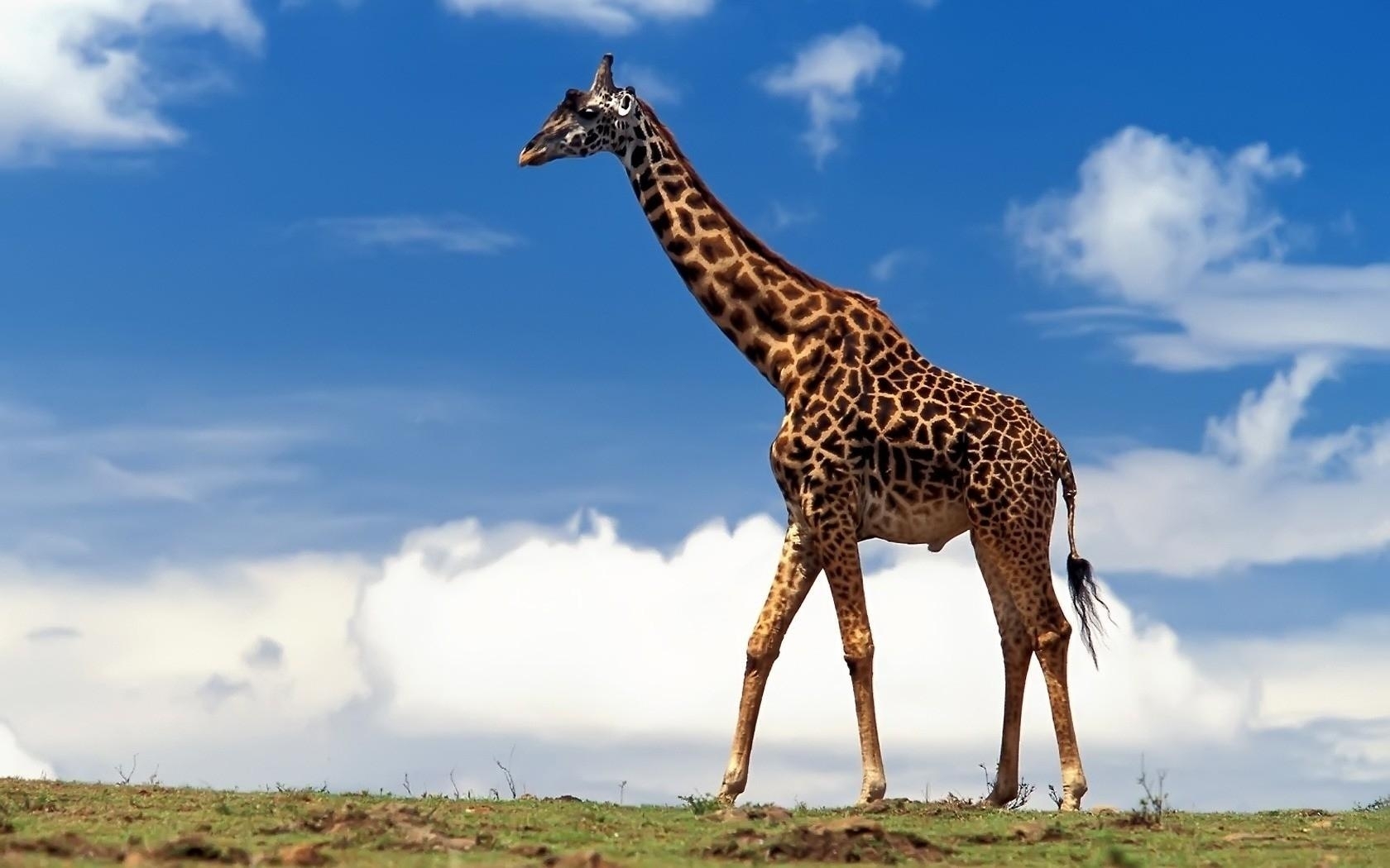 animals, giraffes