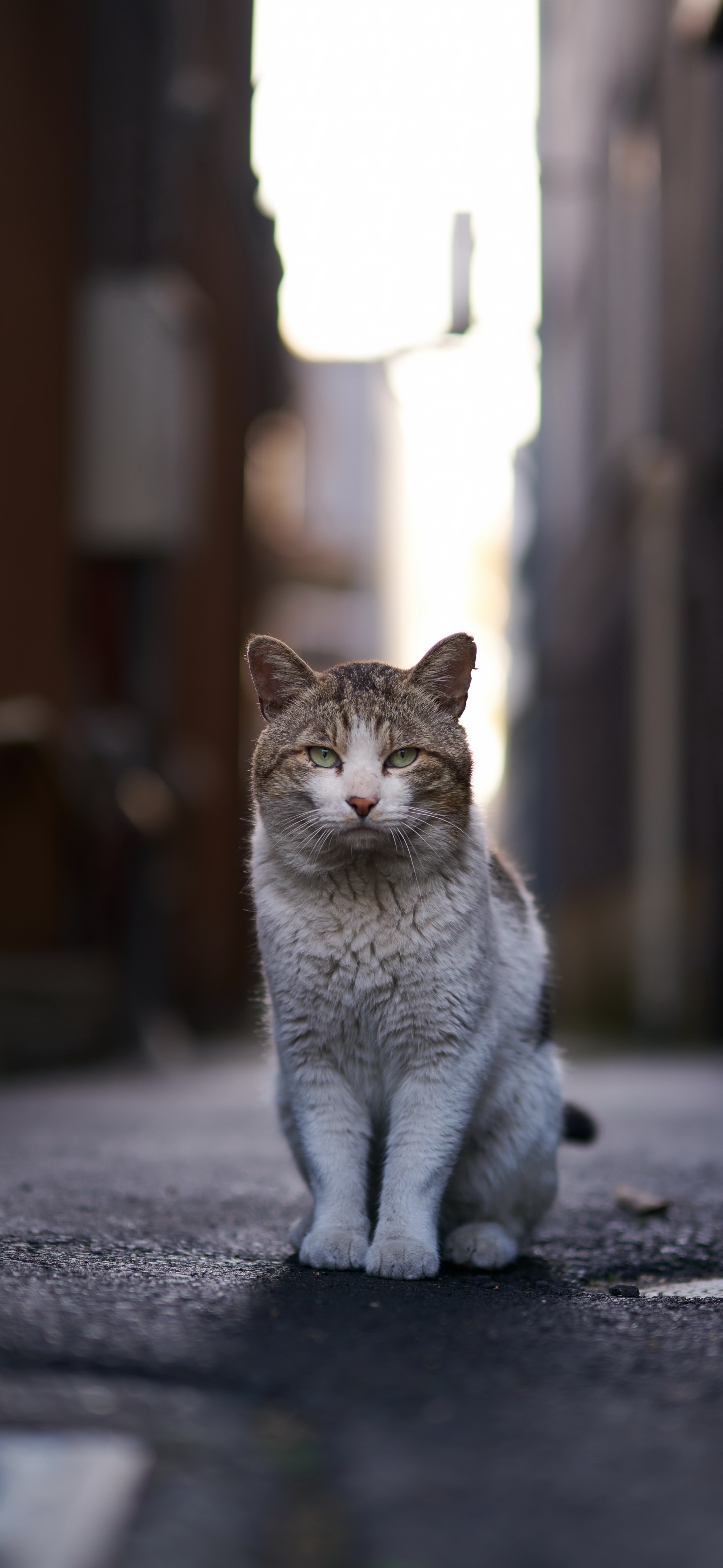 Handy-Wallpaper Tiere, Katzen, Katze kostenlos herunterladen.