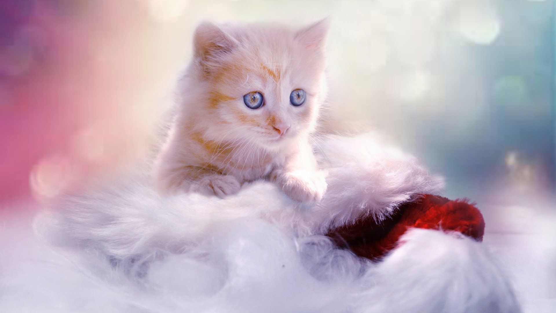 411147画像をダウンロード動物, ネコ, 赤ちゃん動物, クリスマス, 子猫, ストッキング, 猫-壁紙とスクリーンセーバーを無料で