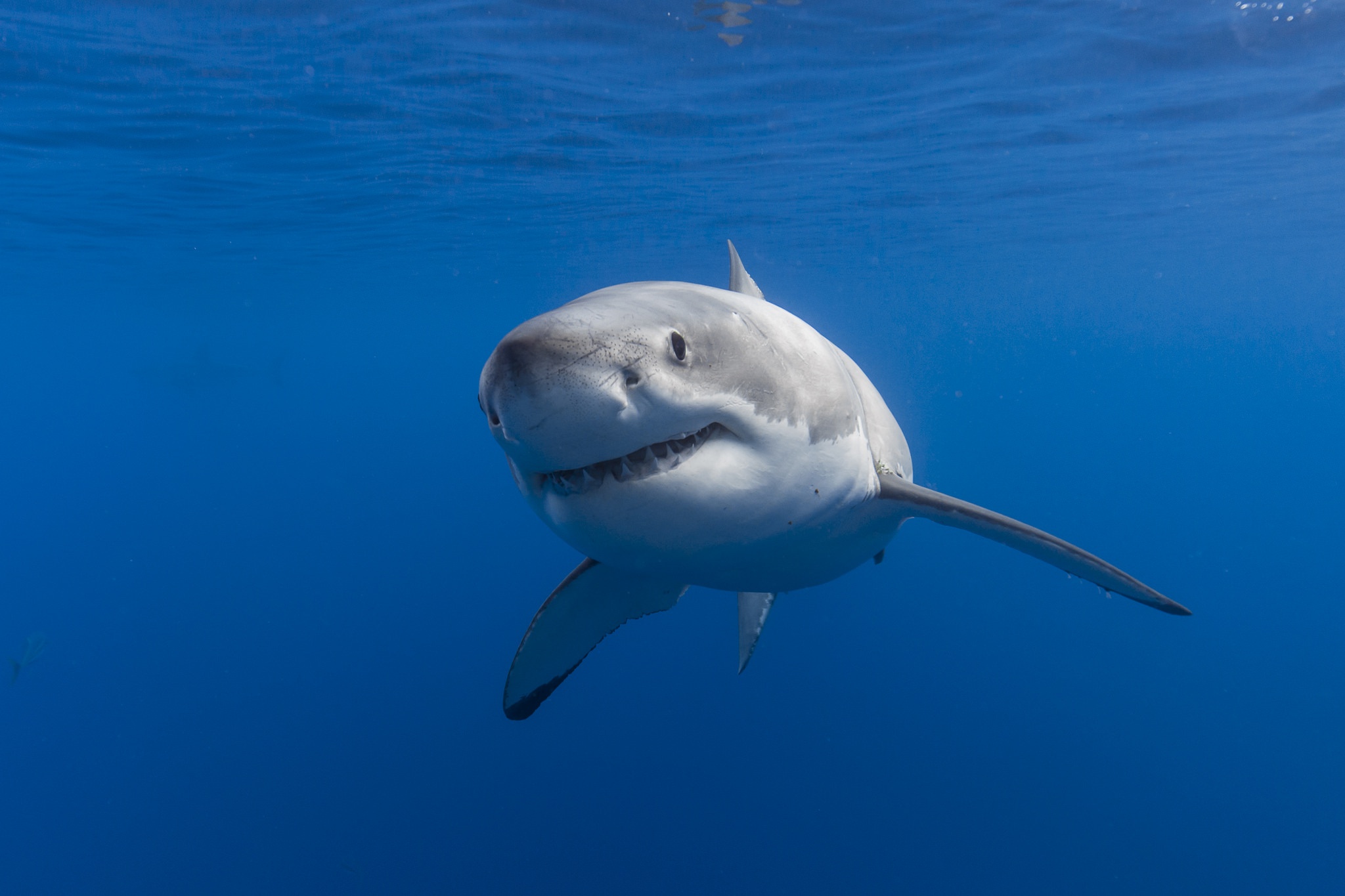 Free download wallpaper Sharks, Animal, Underwater, Shark, Sea Life on your PC desktop