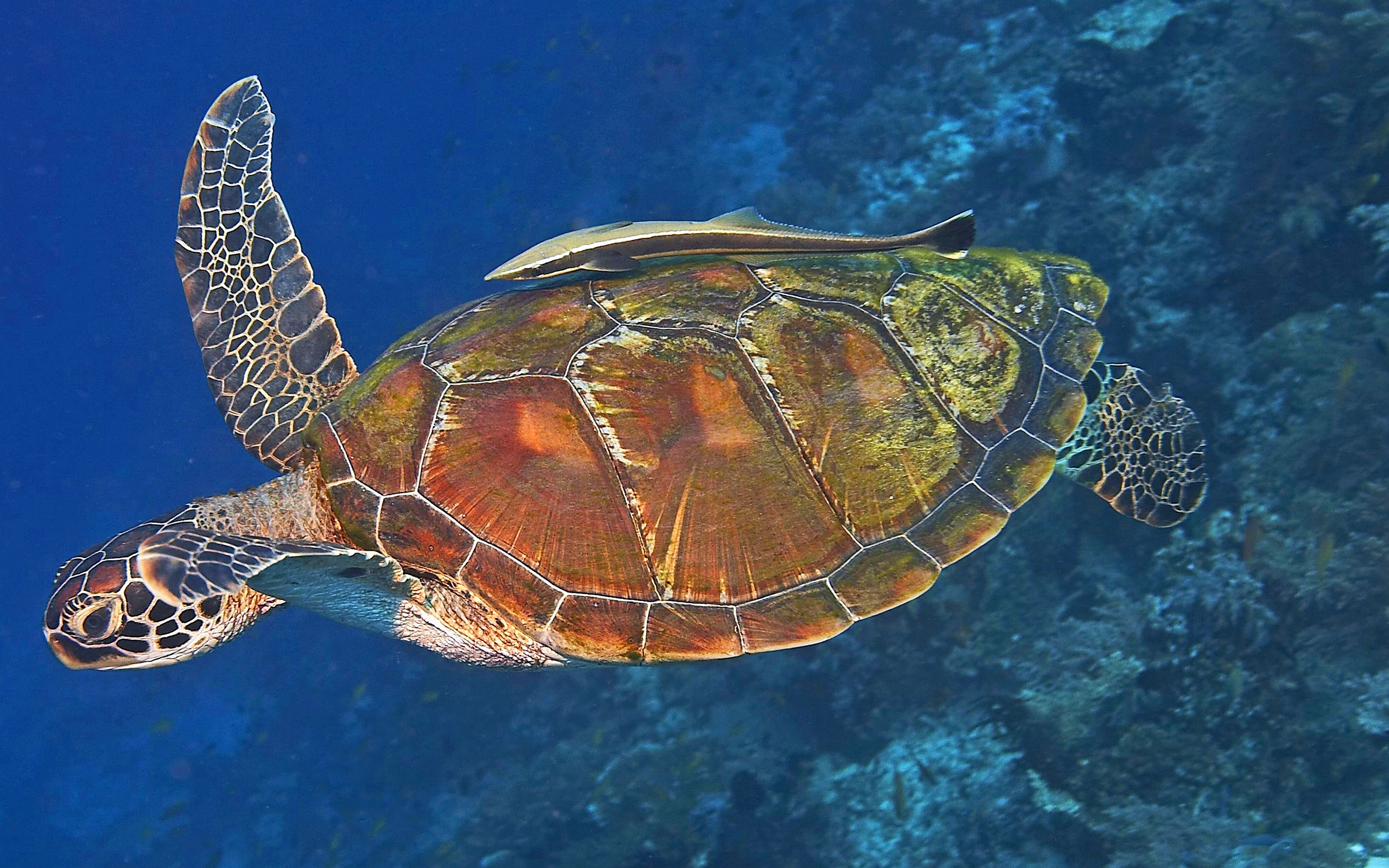 Free download wallpaper Turtles, Animal, Turtle on your PC desktop