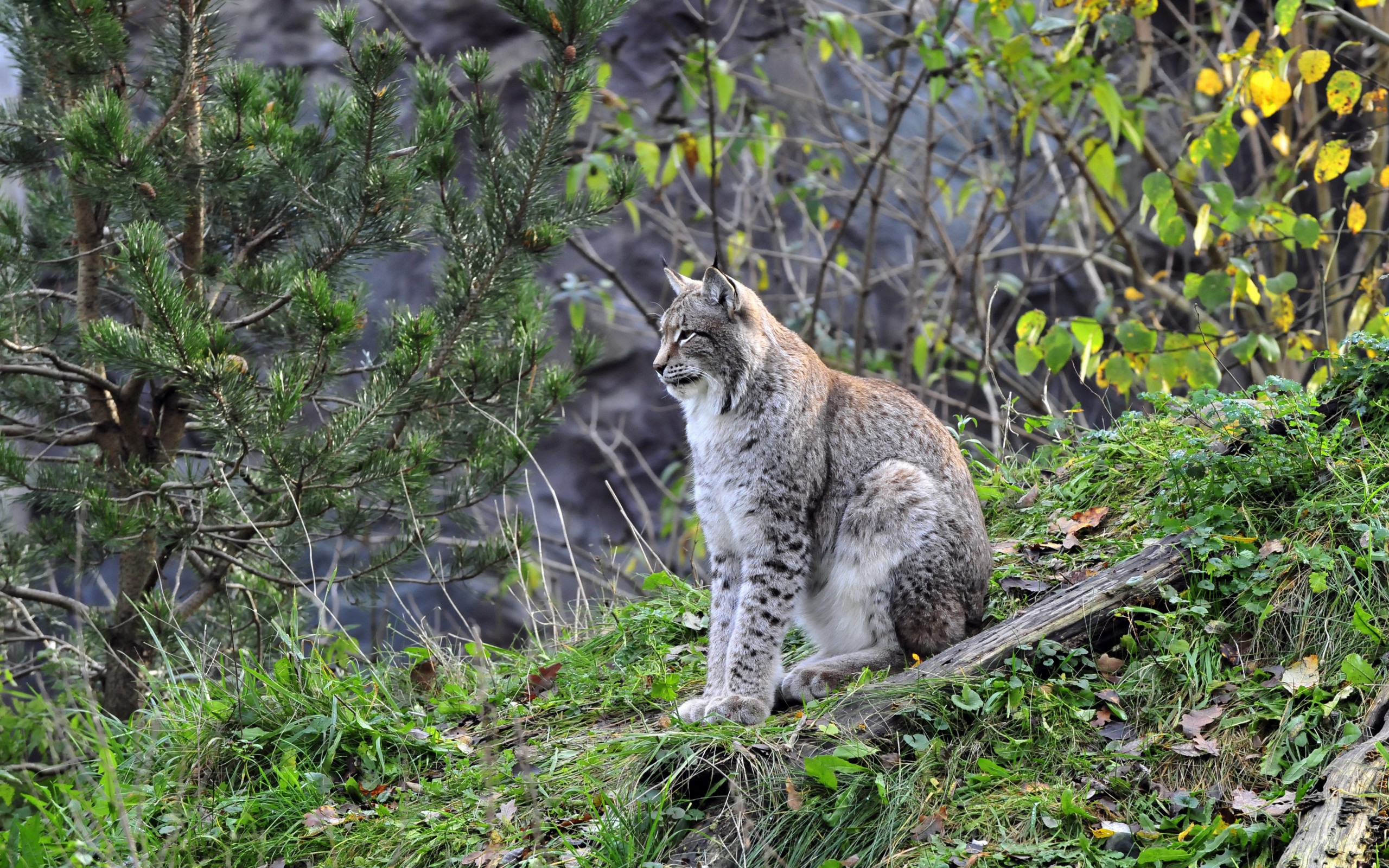 Baixar papel de parede para celular de Animais, Gatos, Lince gratuito.