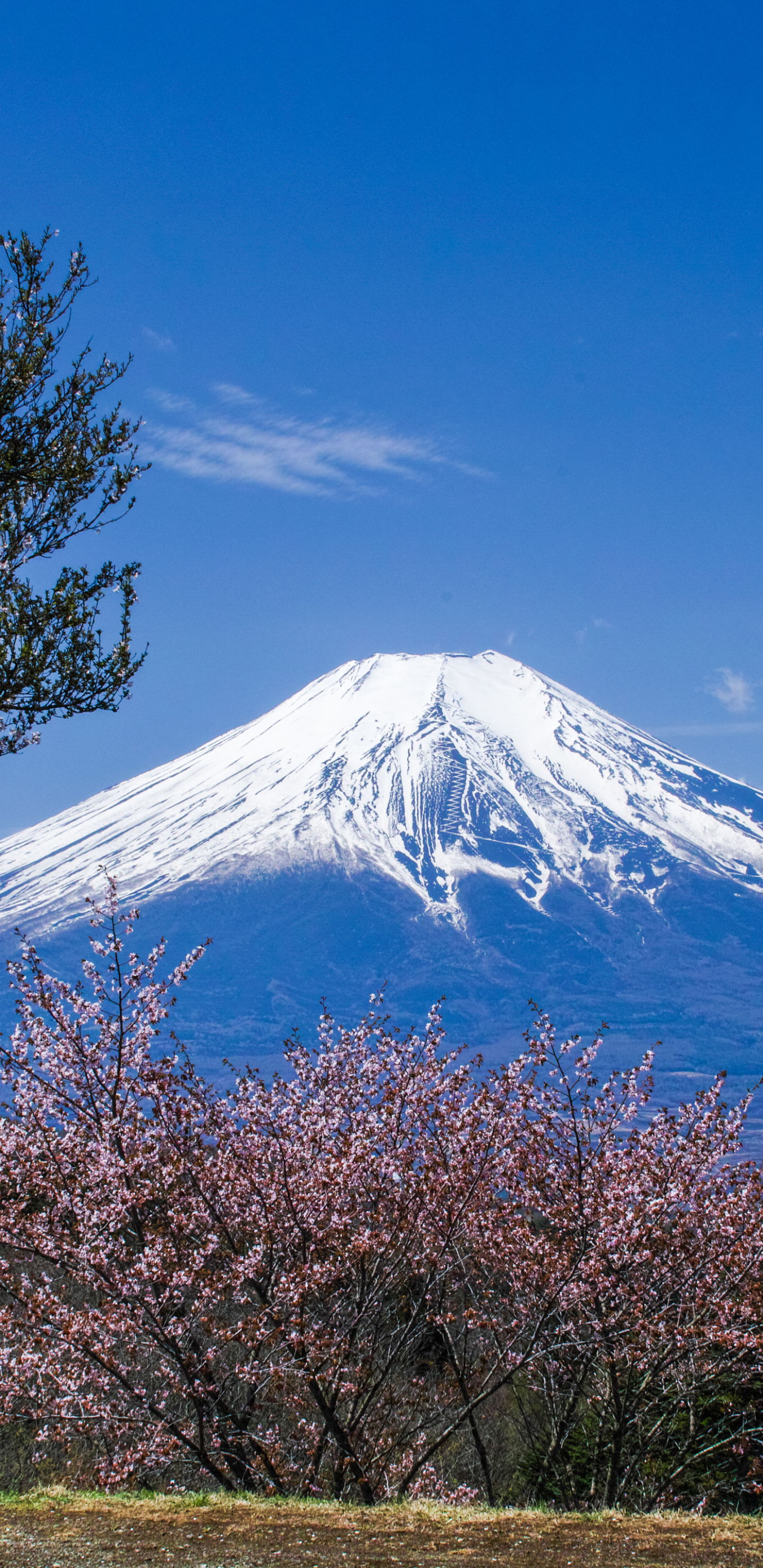 Download mobile wallpaper Sakura, Earth, Japan, Spring, Volcano, Cherry Blossom, Mount Fuji, Volcanoes, Summit, Cherry Tree for free.