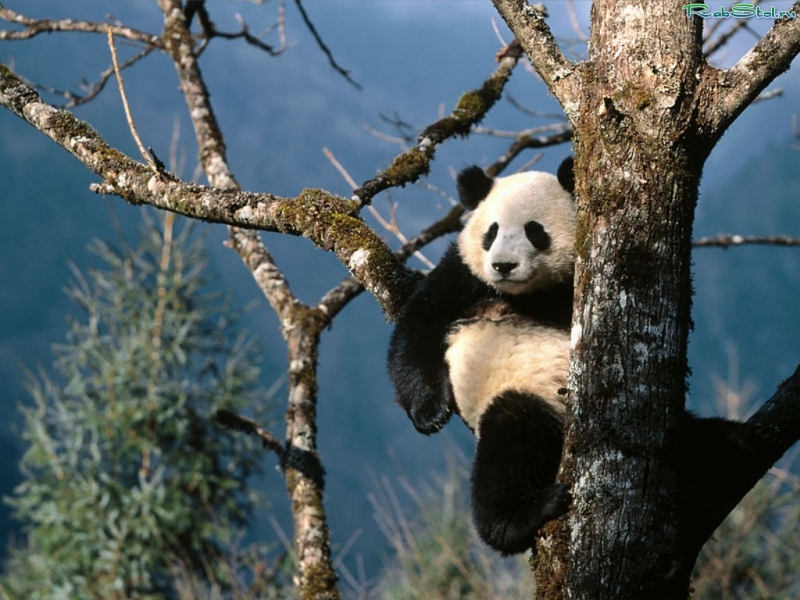Handy-Wallpaper Pandas, Tiere kostenlos herunterladen.