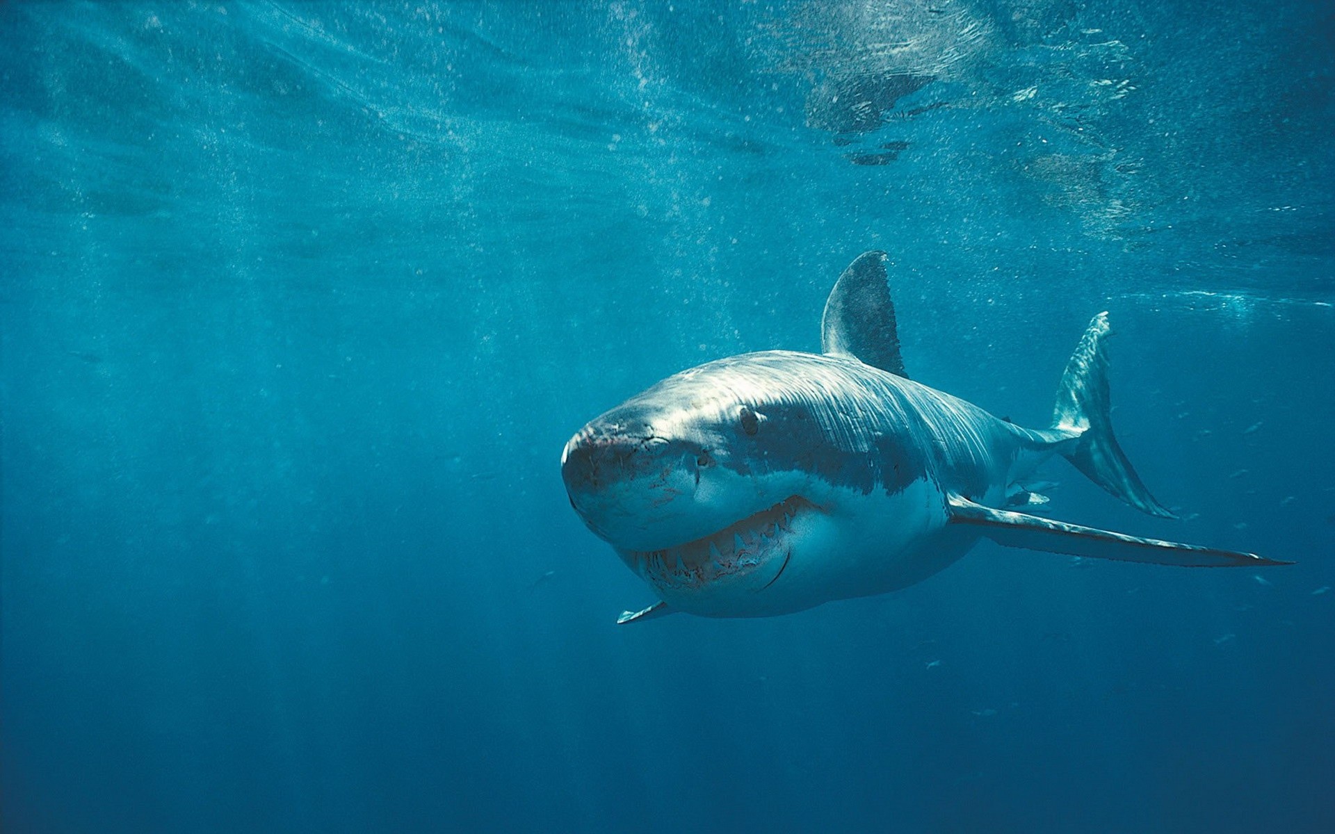 245514 télécharger l'image animaux, requin, les requins - fonds d'écran et économiseurs d'écran gratuits