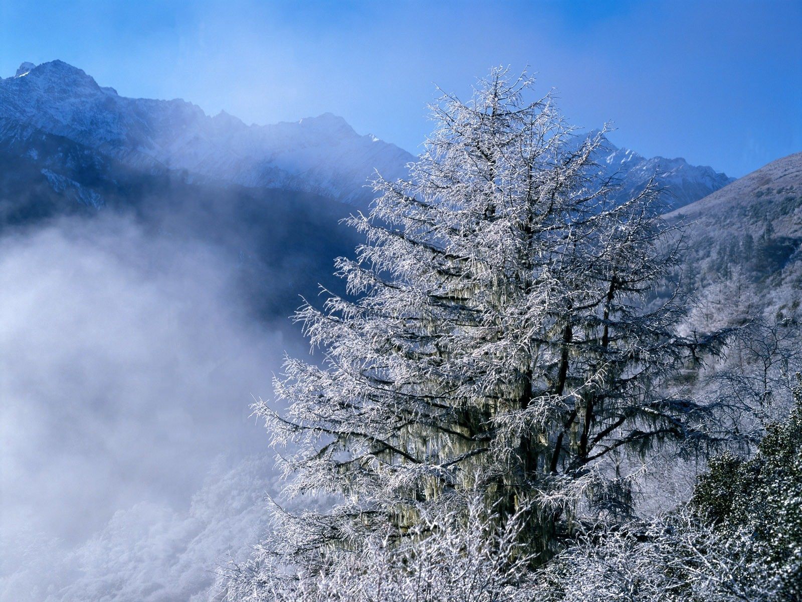 110010 Hintergrundbild herunterladen winter, natur, scheitel, nach oben, nebel, frost, rauhreif, aß, aßen, eiszapfen - Bildschirmschoner und Bilder kostenlos