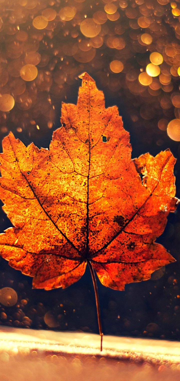 Download mobile wallpaper Leaf, Fall, Earth, Bokeh, Maple Leaf for free.