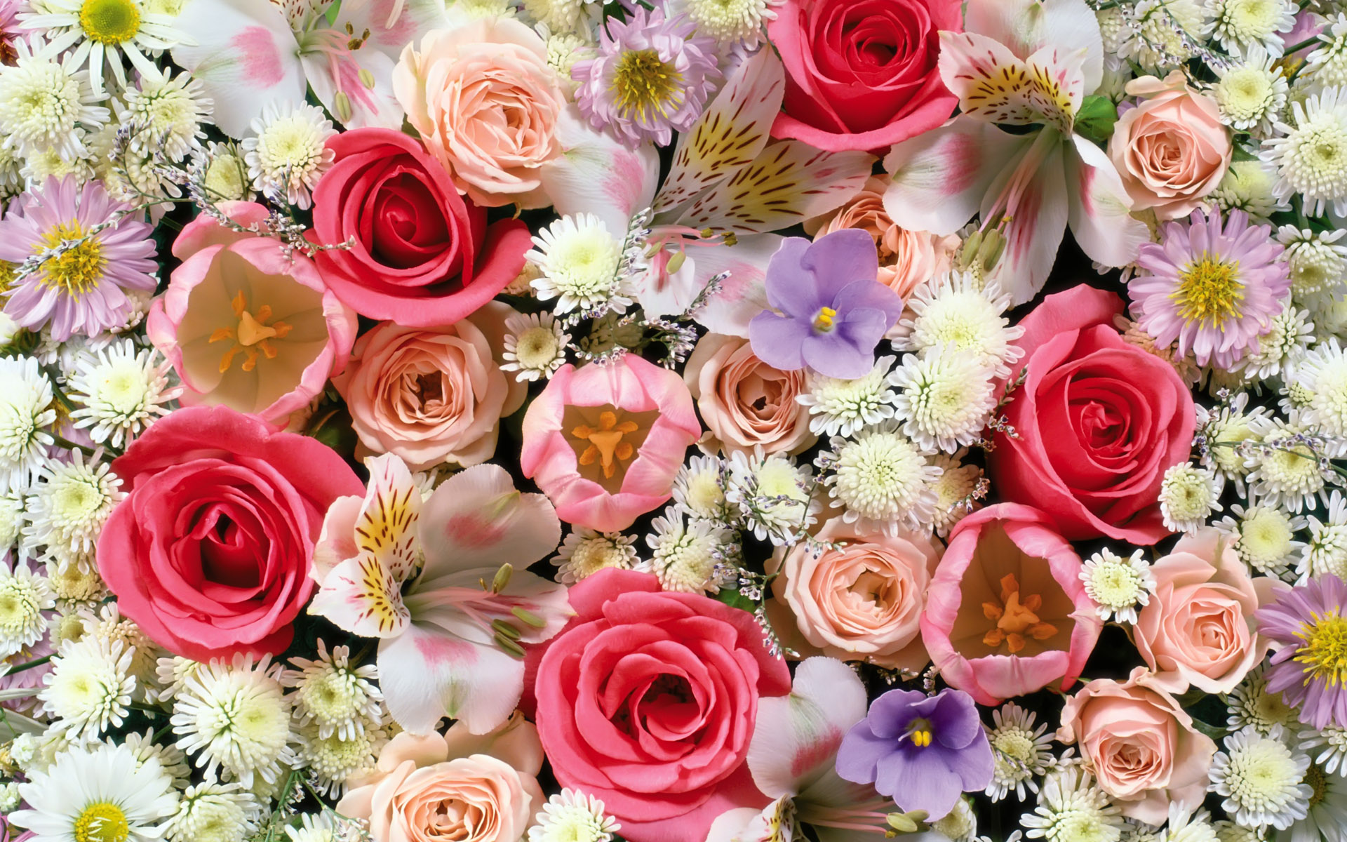 Handy-Wallpaper Blumen, Blume, Farben, Bunt, Frühling, Weiße Blume, Rote Blume, Erde/natur, Pinke Blume kostenlos herunterladen.
