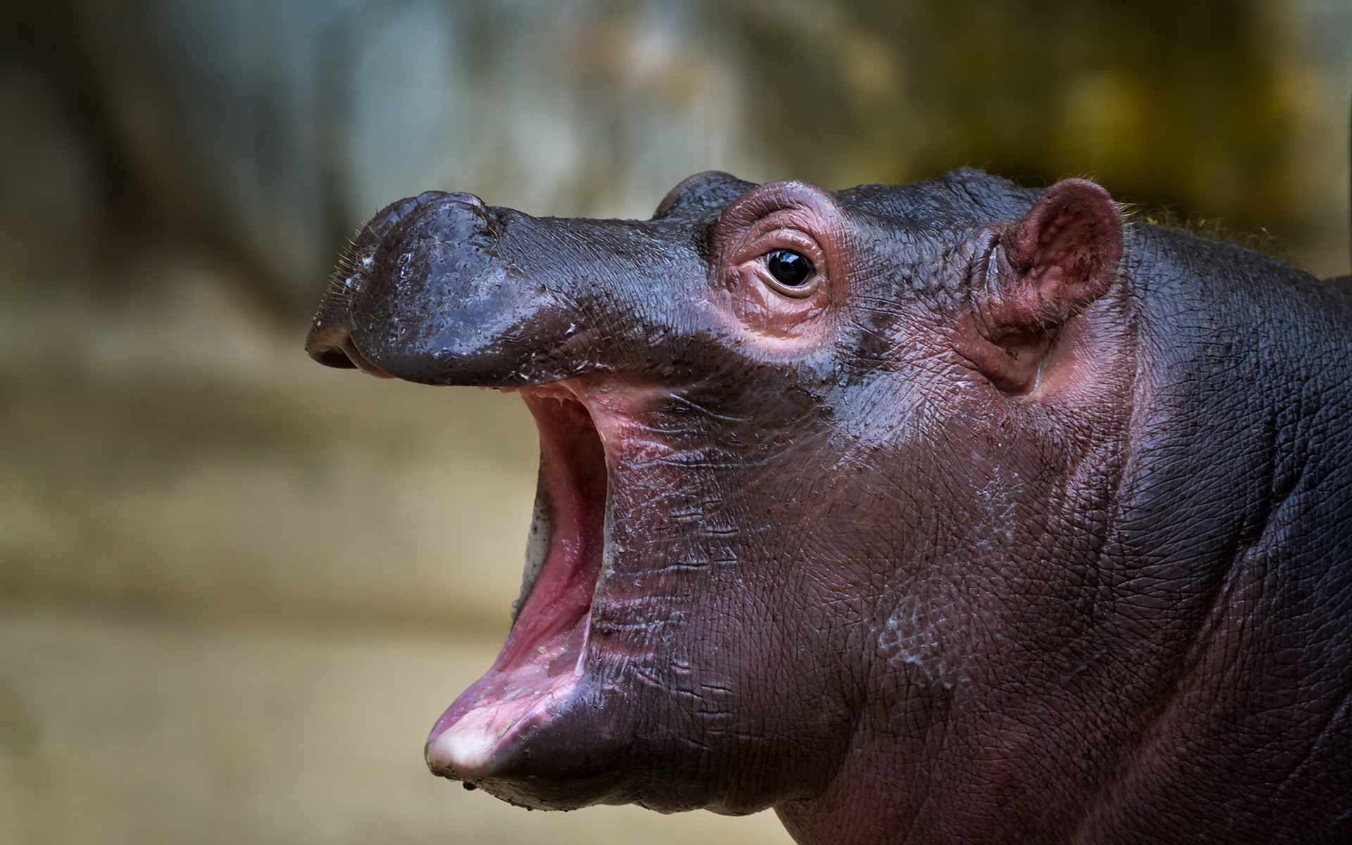 Descarga gratuita de fondo de pantalla para móvil de Animales, Hipopótamo.