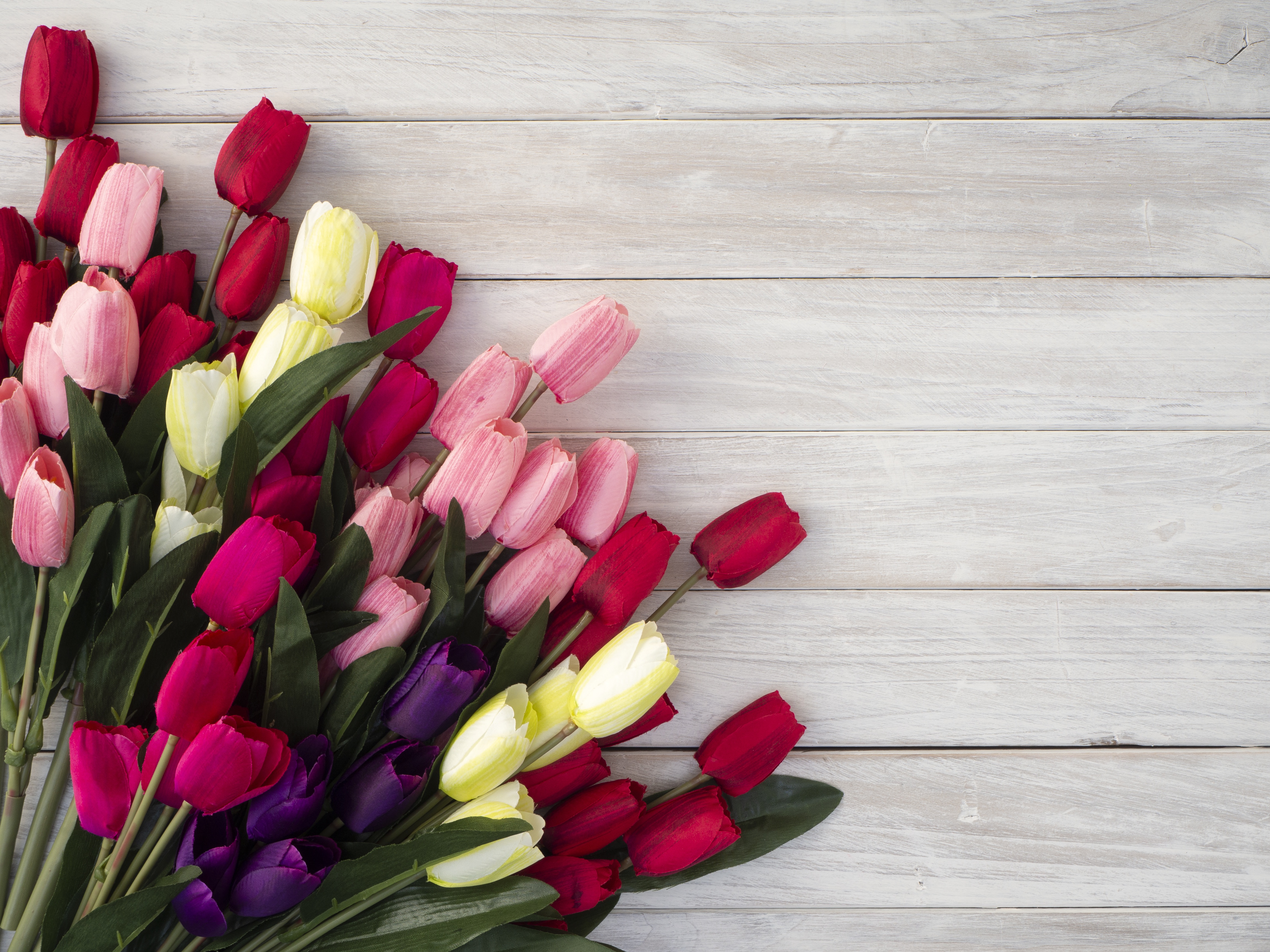 Download mobile wallpaper Flower, Tulip, Purple Flower, Red Flower, Man Made, Pink Flower for free.