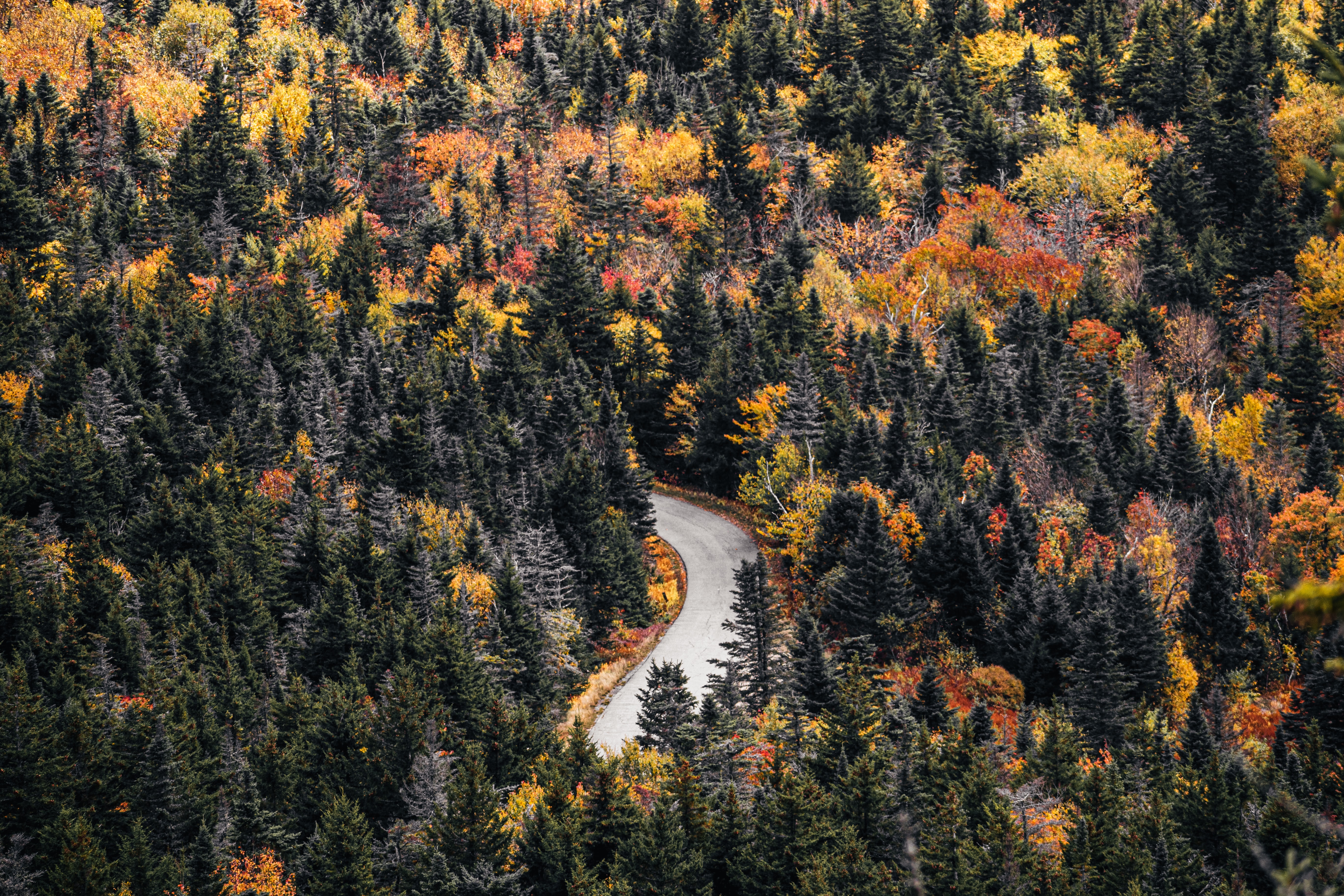 PCデスクトップに自然, 木, 道路, 森, 道, 森林, 秋画像を無料でダウンロード