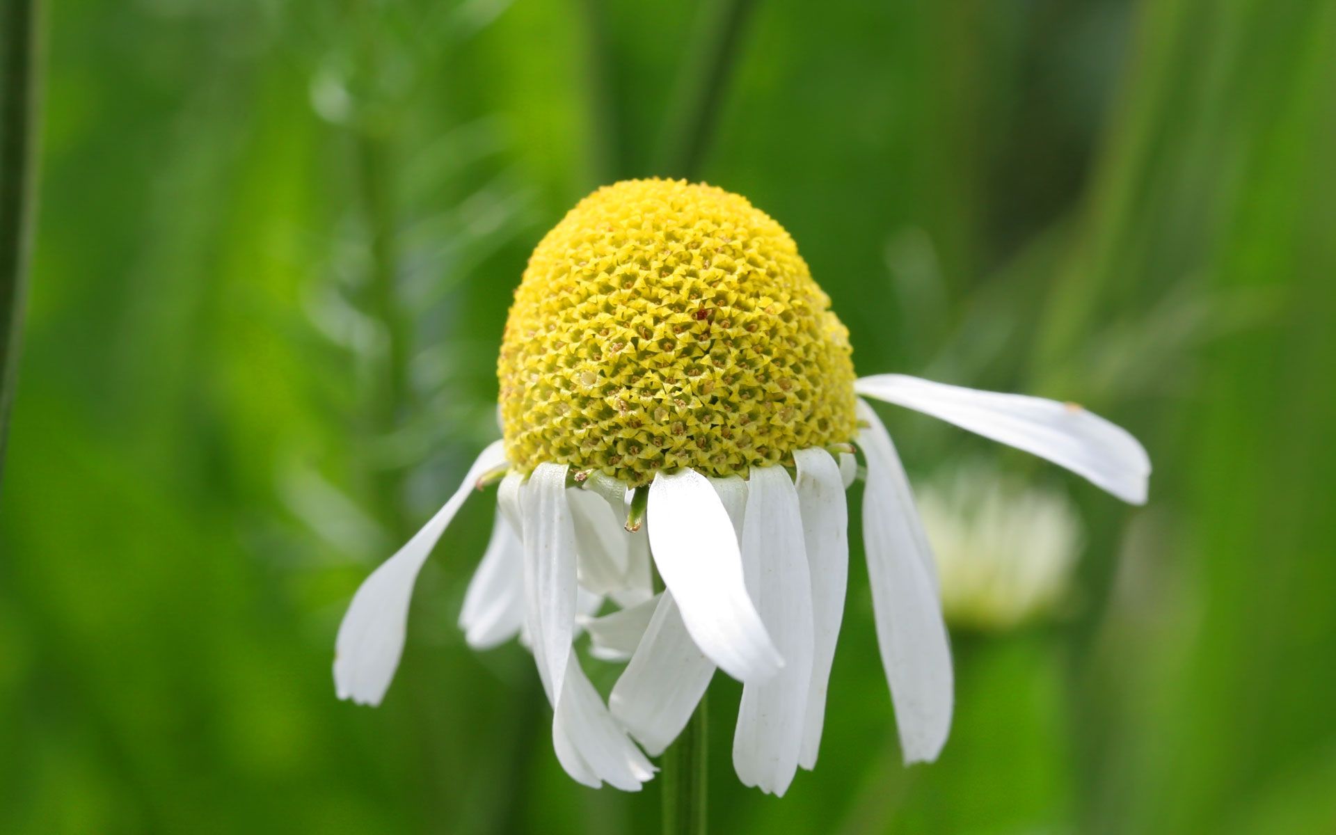 Descarga gratis la imagen Flores, Flor, Tierra/naturaleza en el escritorio de tu PC