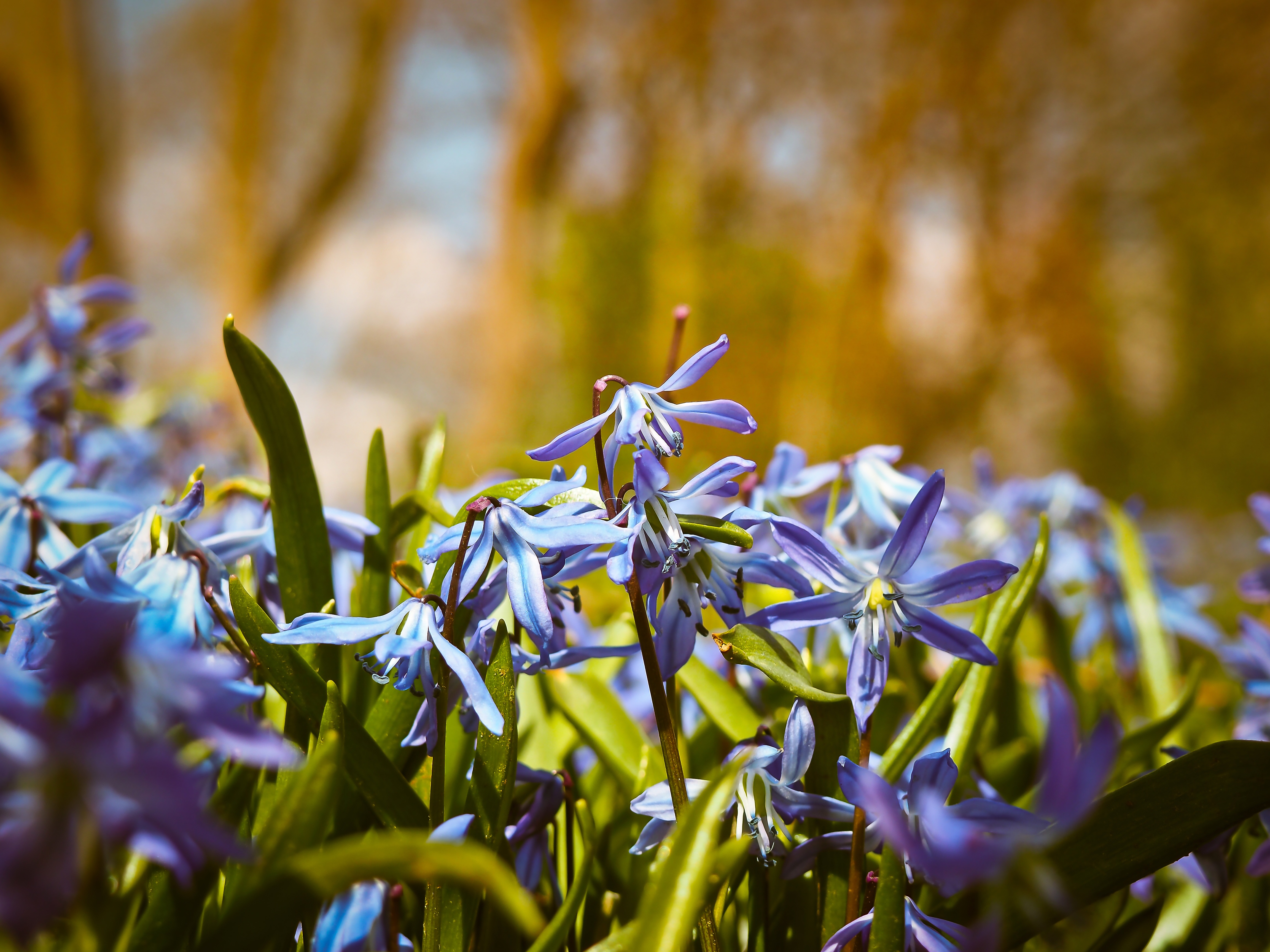 flowers, bluebells, macro