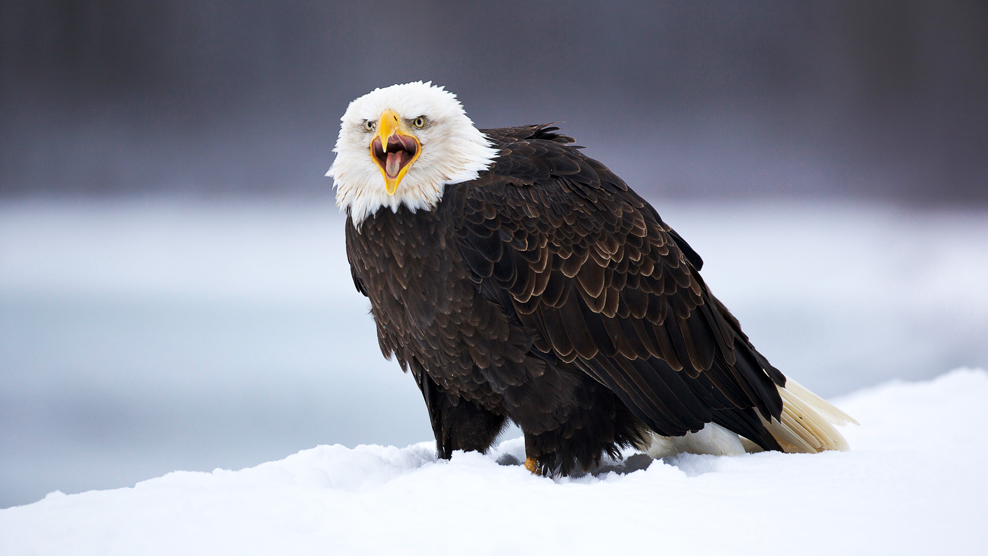 Download mobile wallpaper Birds, Animal, Eagle for free.