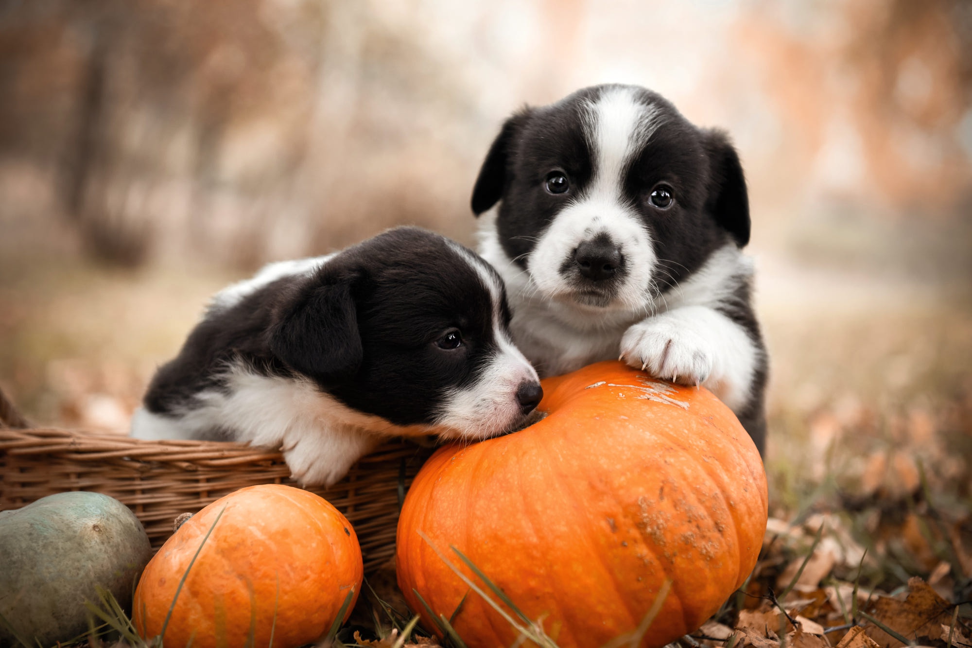 Download mobile wallpaper Dogs, Pumpkin, Dog, Animal, Puppy, Baby Animal for free.