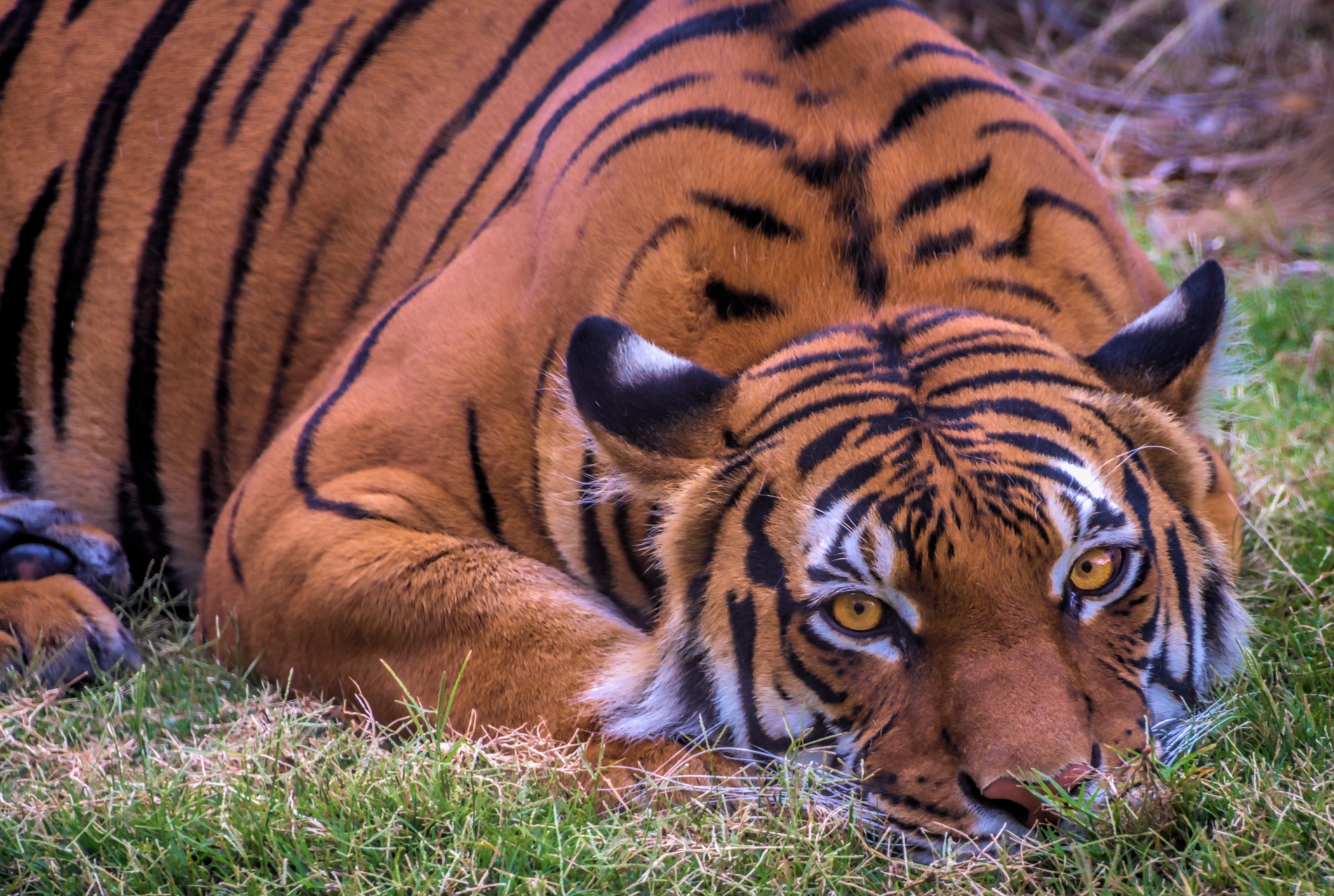 Téléchargez gratuitement l'image Animaux, Chats, Tigre sur le bureau de votre PC