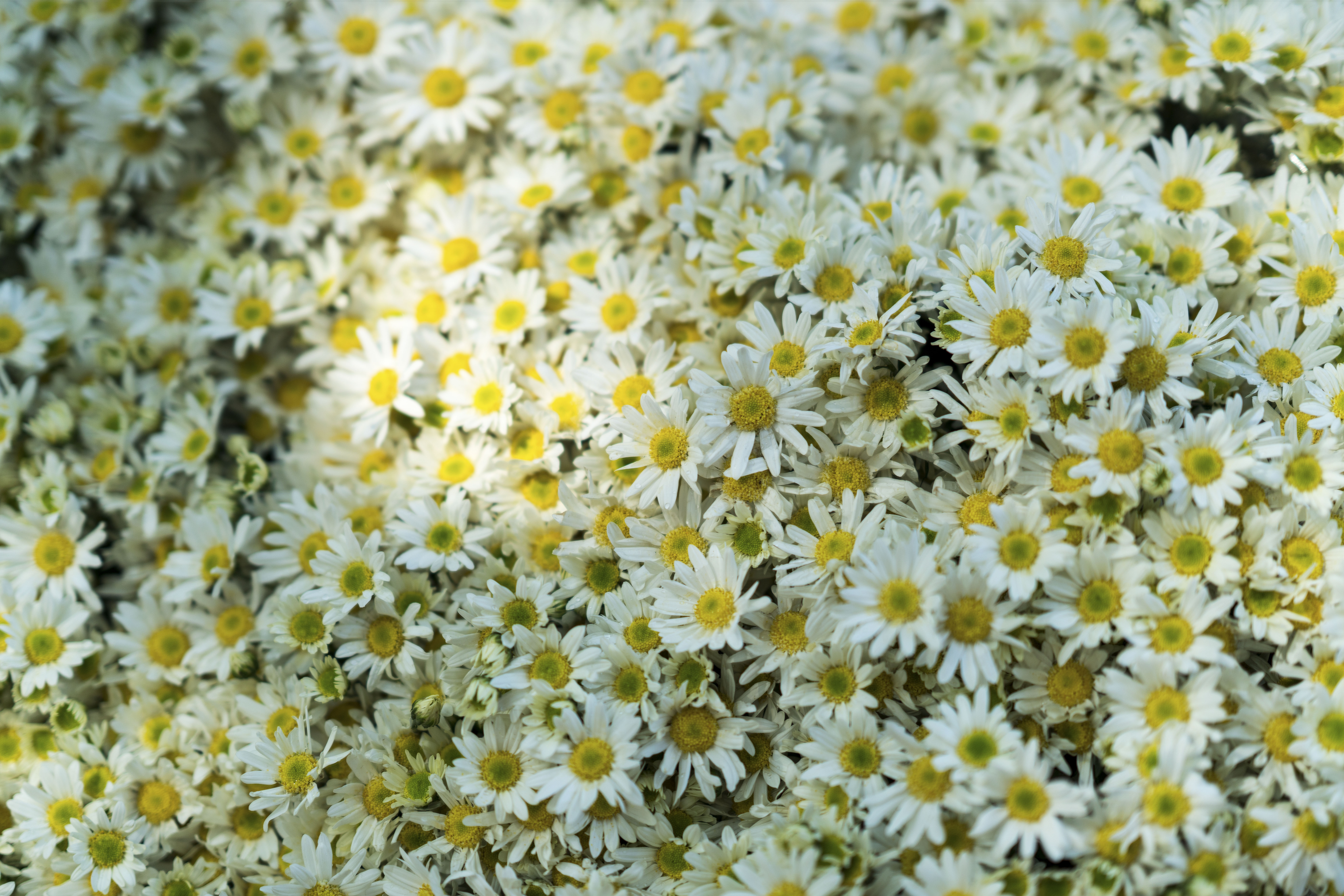 Free download wallpaper Flowers, Glade, Camomile, Polyana on your PC desktop