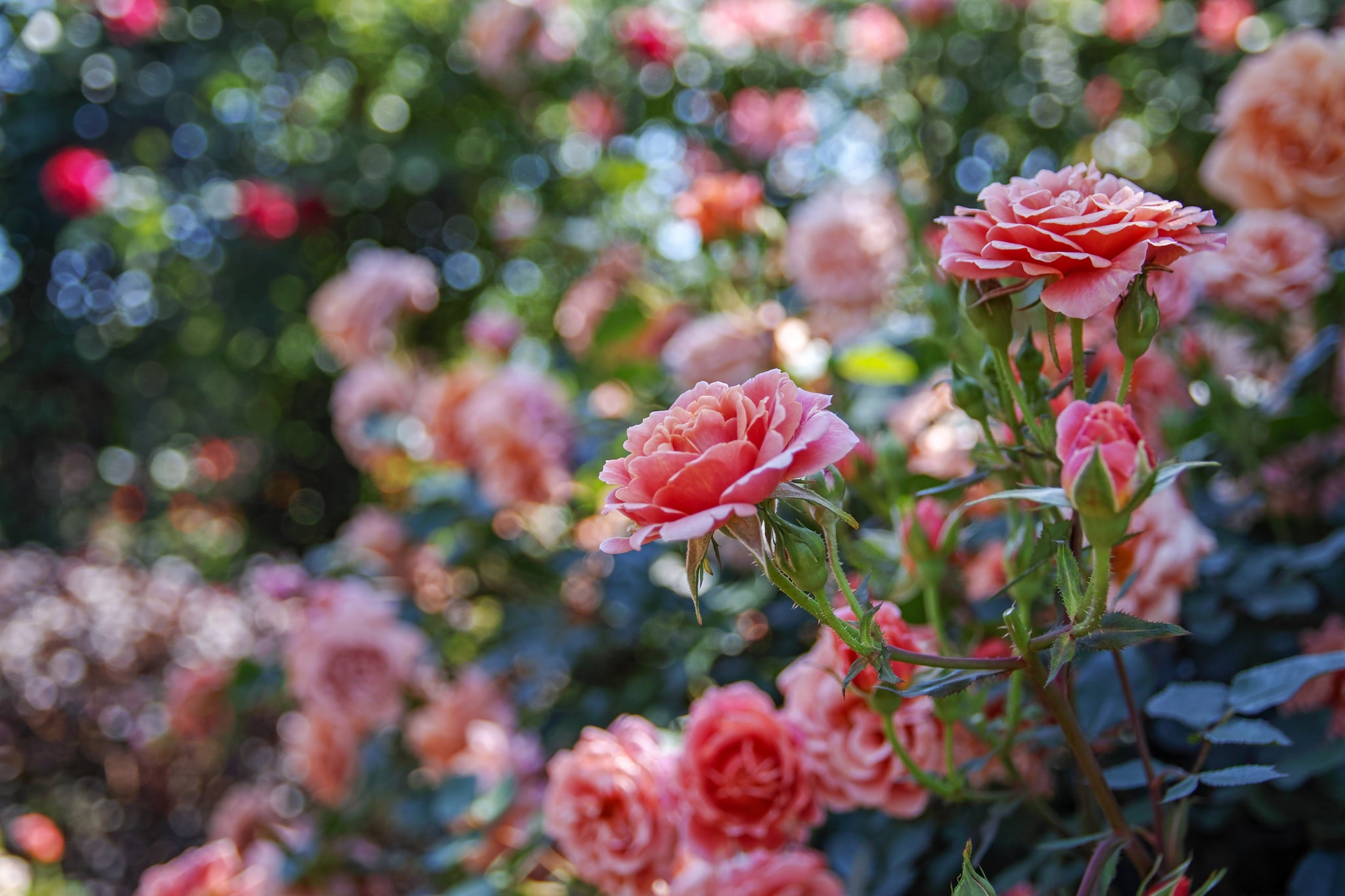 Скачать обои бесплатно Природа, Цветок, Роза, Боке, Земля/природа, Розовый Цветок, Флауэрсы картинка на рабочий стол ПК