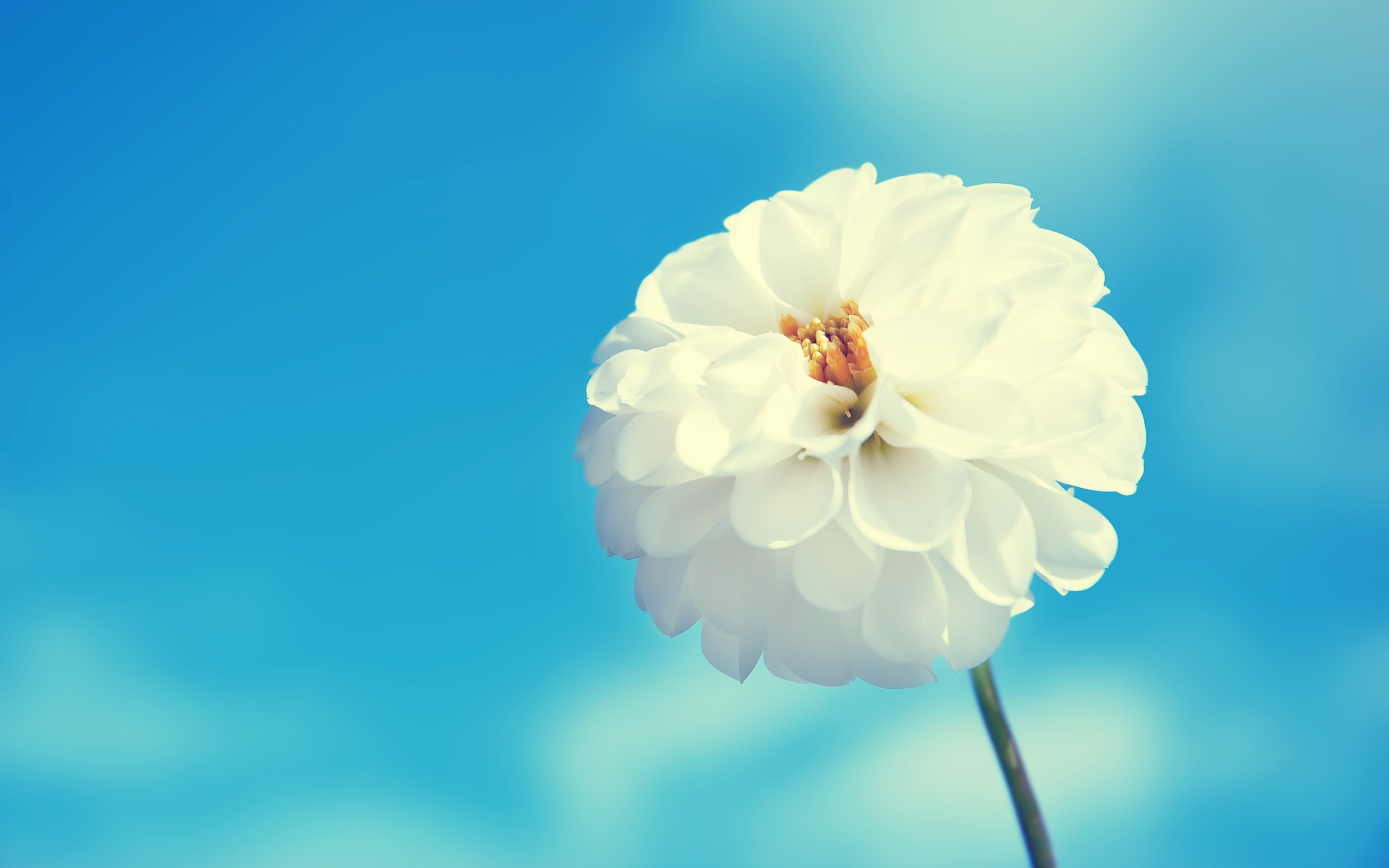 Download mobile wallpaper Dahlia, White Flower, Flowers, Flower, Earth for free.