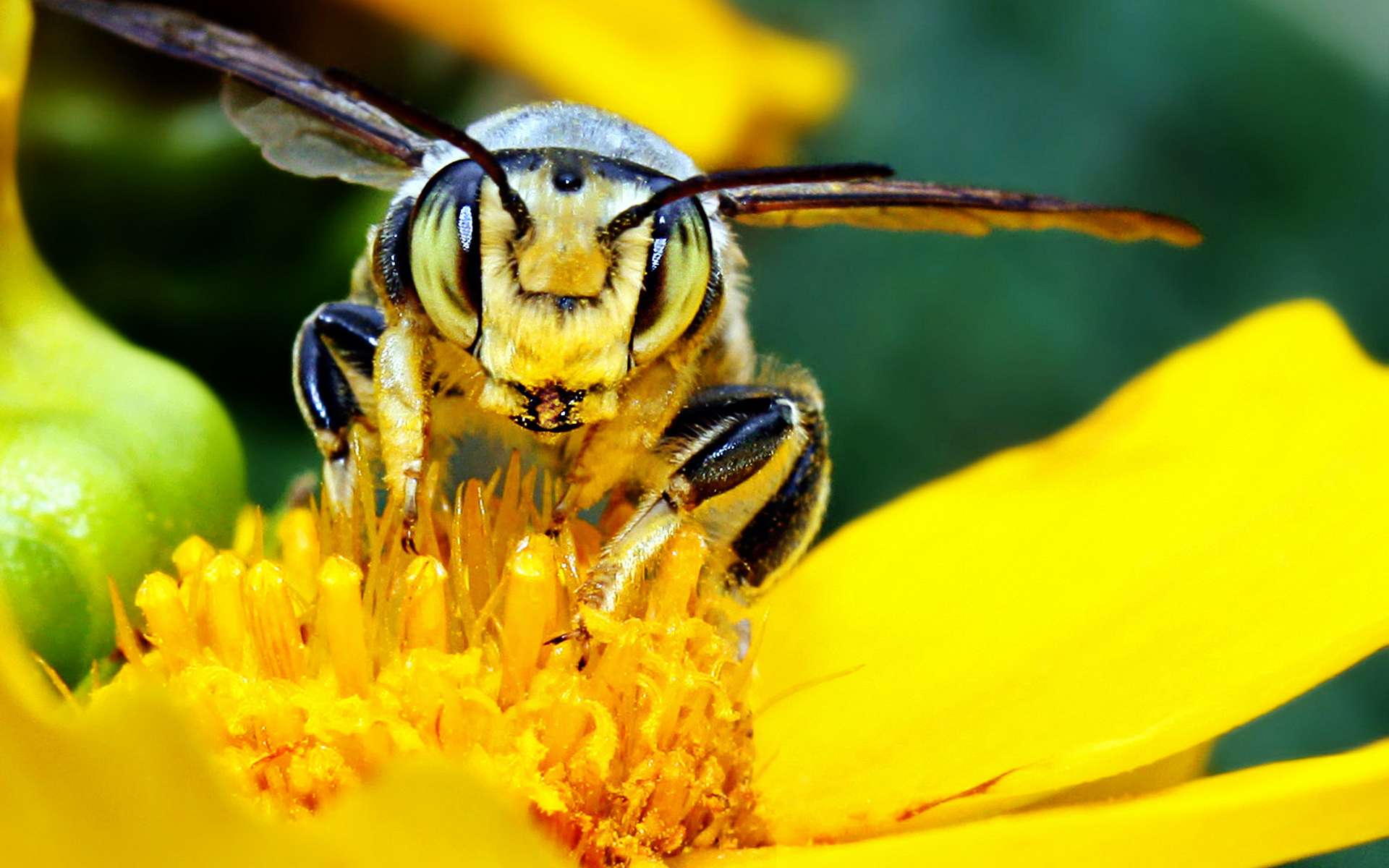 Скачать картинку Пчела, Насекомые, Животные в телефон бесплатно.