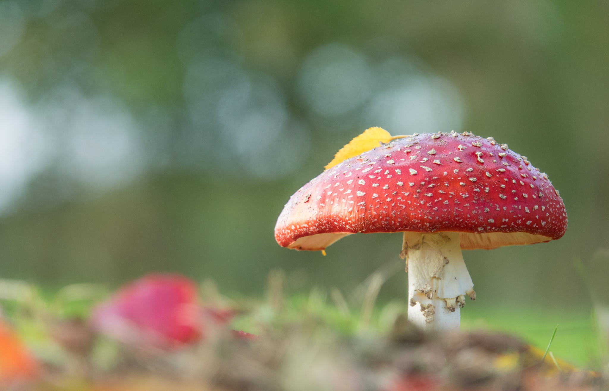 Laden Sie das Natur, Herbst, Makro, Pilz, Erde/natur-Bild kostenlos auf Ihren PC-Desktop herunter