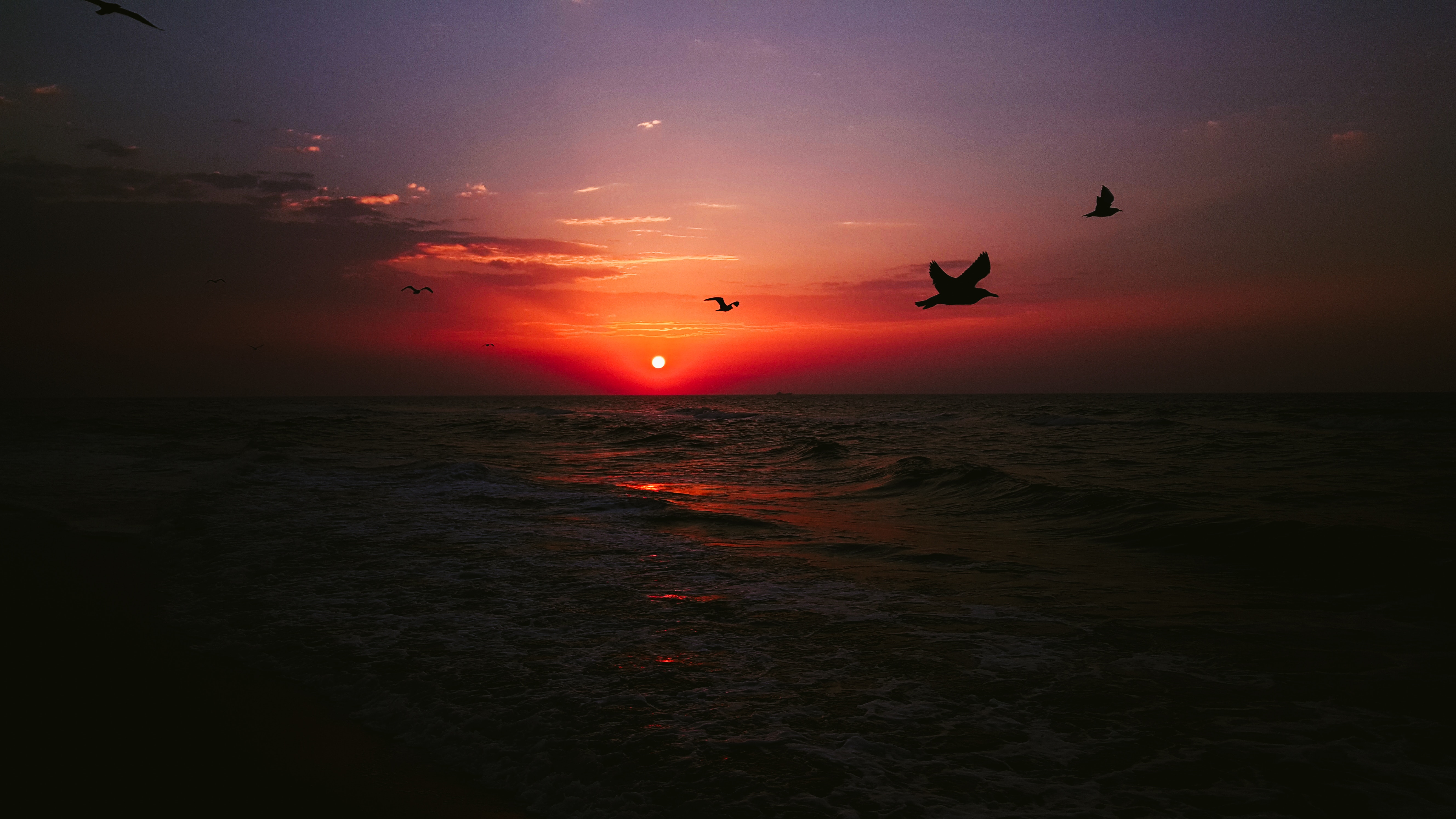 Laden Sie das Dunkel, Vögel, Sunset, Sea-Bild kostenlos auf Ihren PC-Desktop herunter