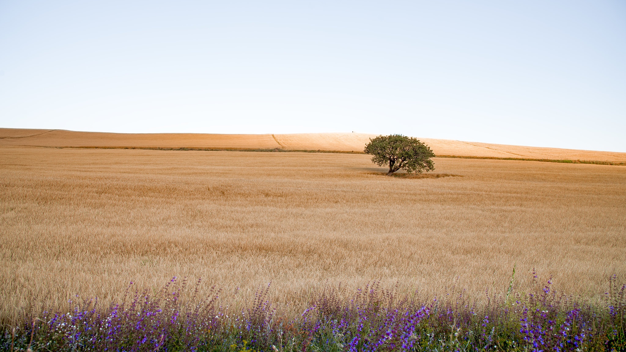 Download mobile wallpaper Nature, Summer, Tree, Earth, Field for free.