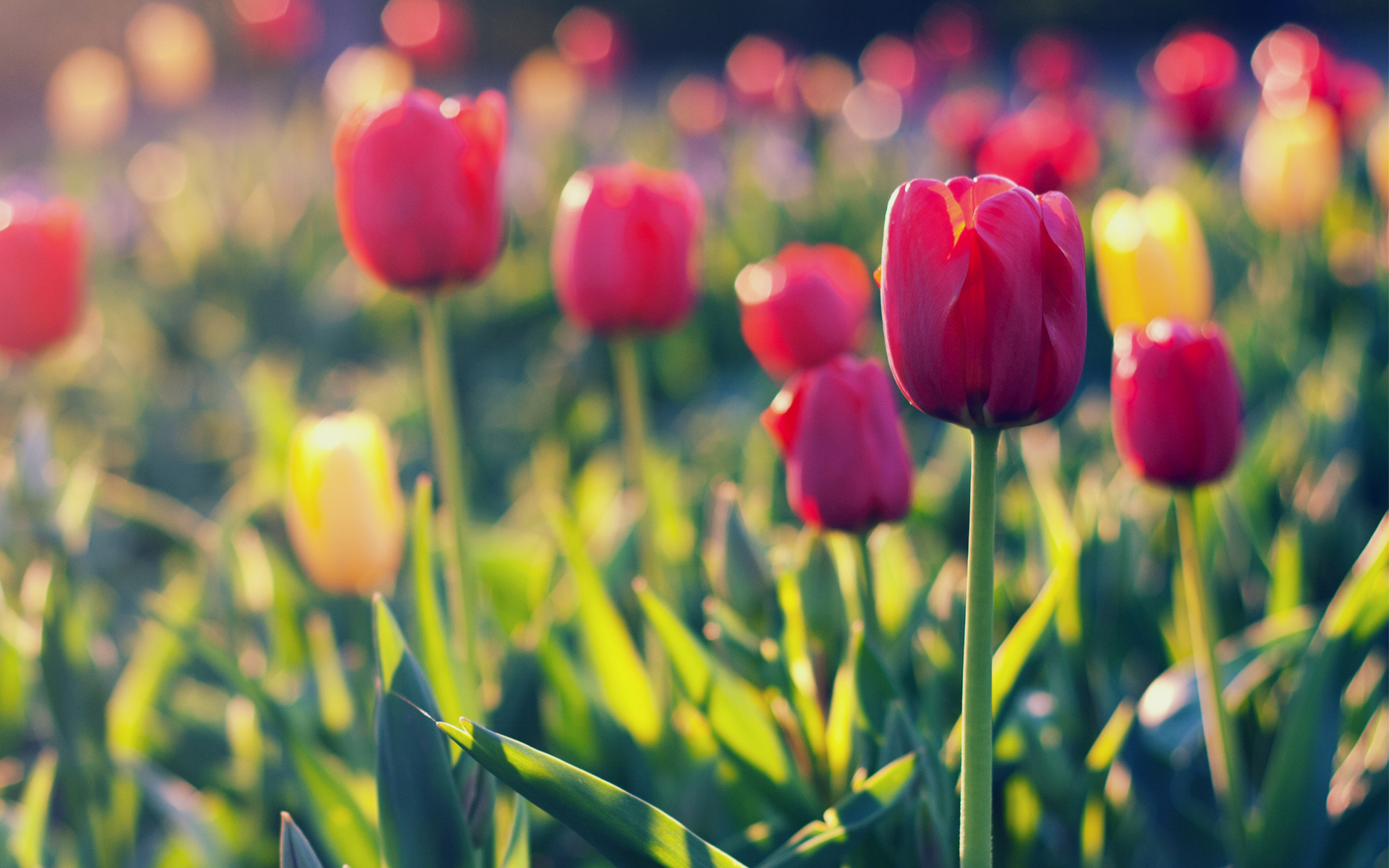 Free download wallpaper Flowers, Flower, Earth, Tulip on your PC desktop