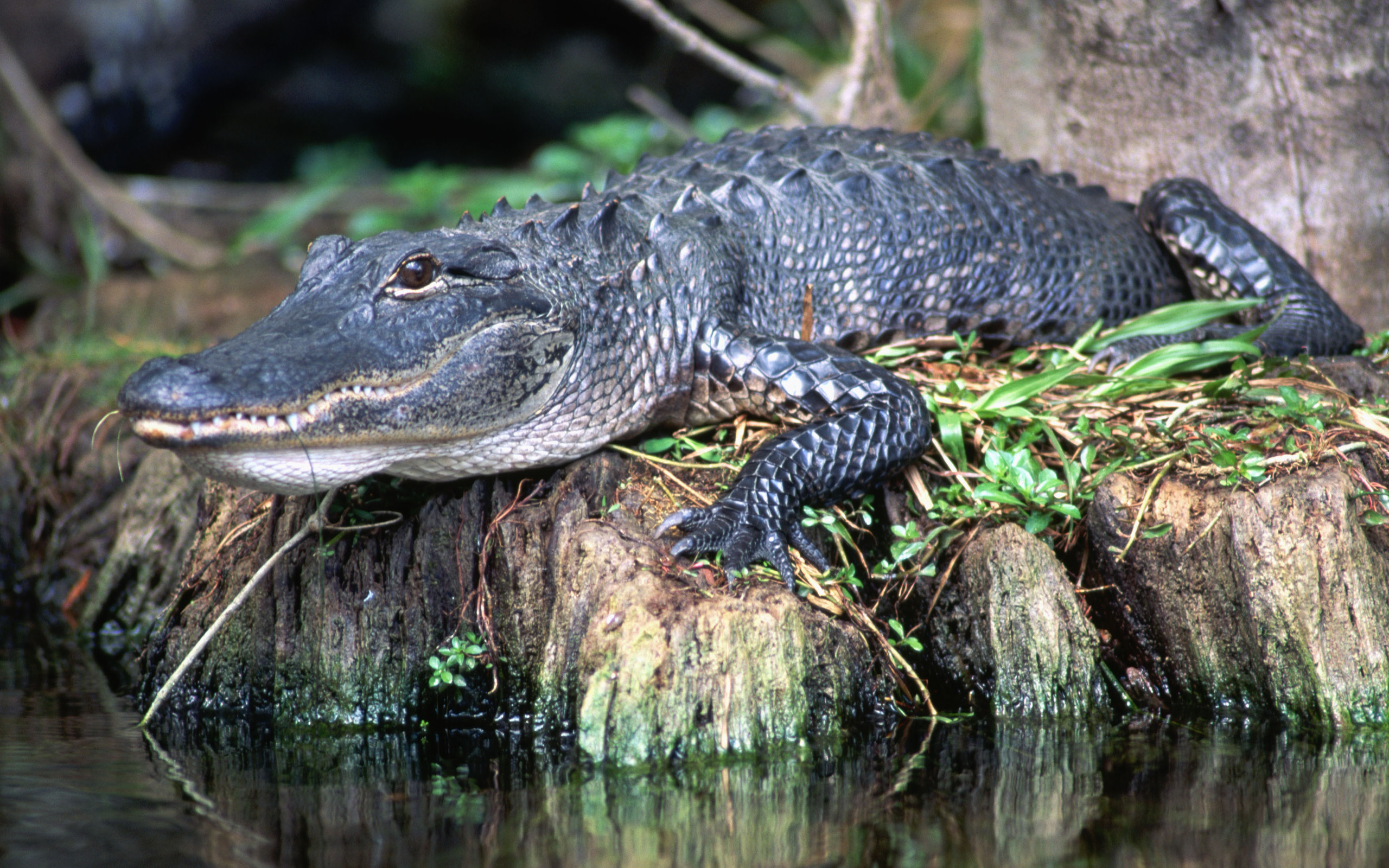 605804 Bild herunterladen tiere, alligator - Hintergrundbilder und Bildschirmschoner kostenlos