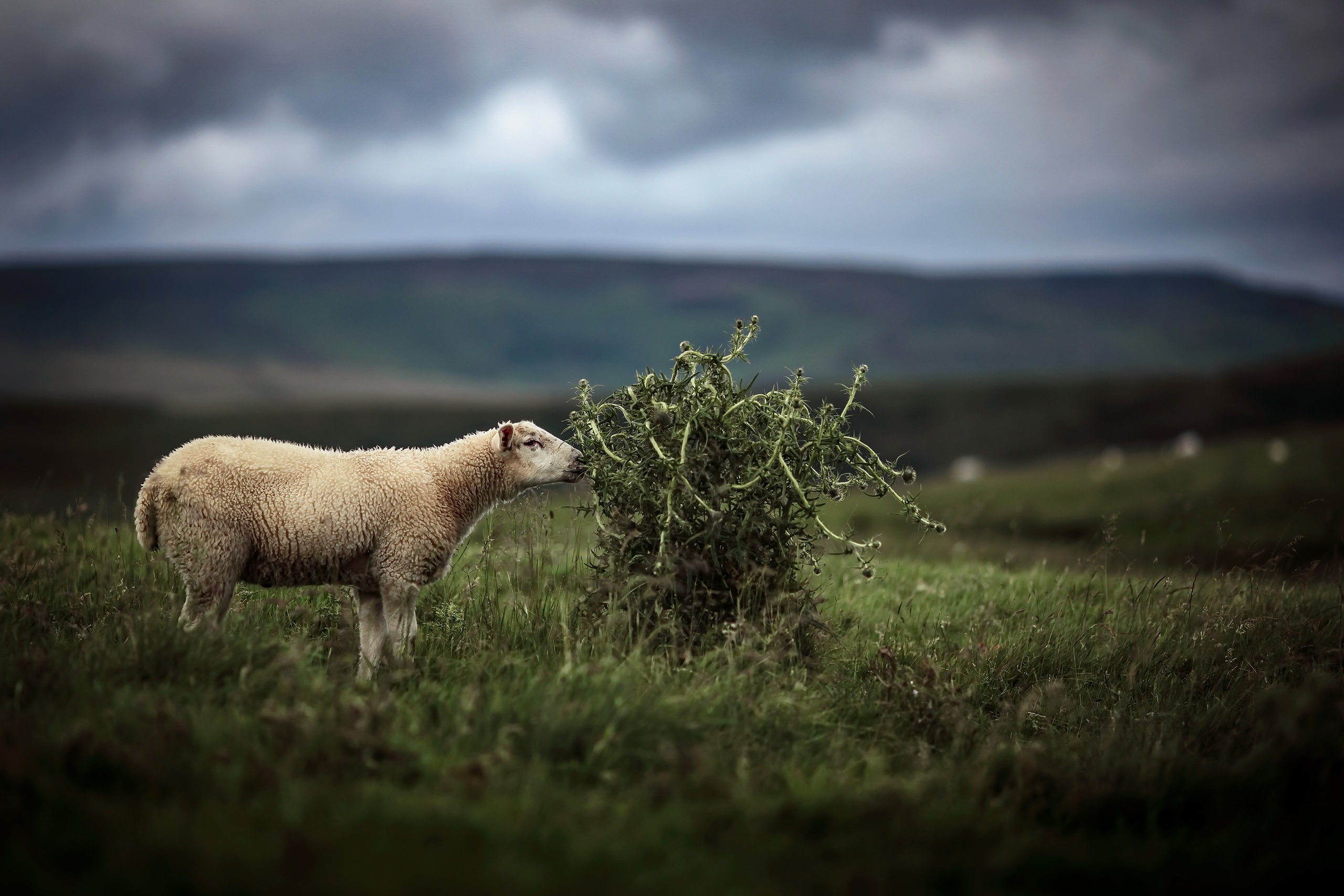 無料モバイル壁紙動物, 草, 羊, 被写界深度をダウンロードします。