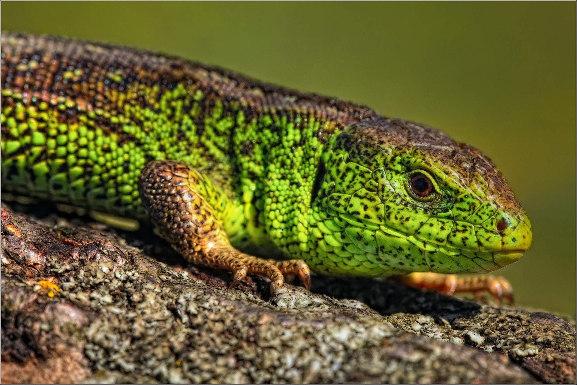 Free download wallpaper Sight, Opinion, Lizard, Reptile, Animals, Color on your PC desktop