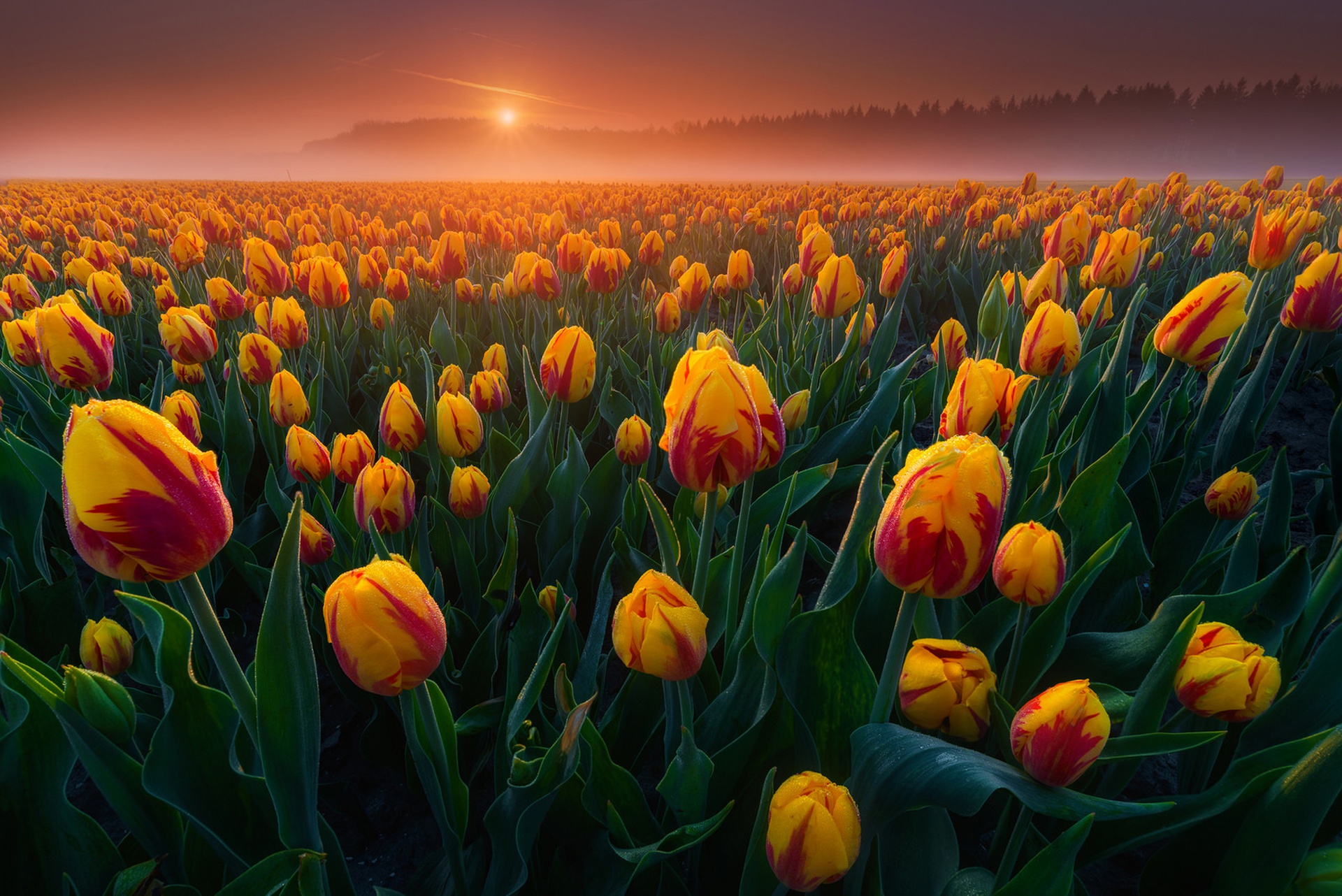Download mobile wallpaper Nature, Summer, Sunrise, Earth, Field, Tulip for free.