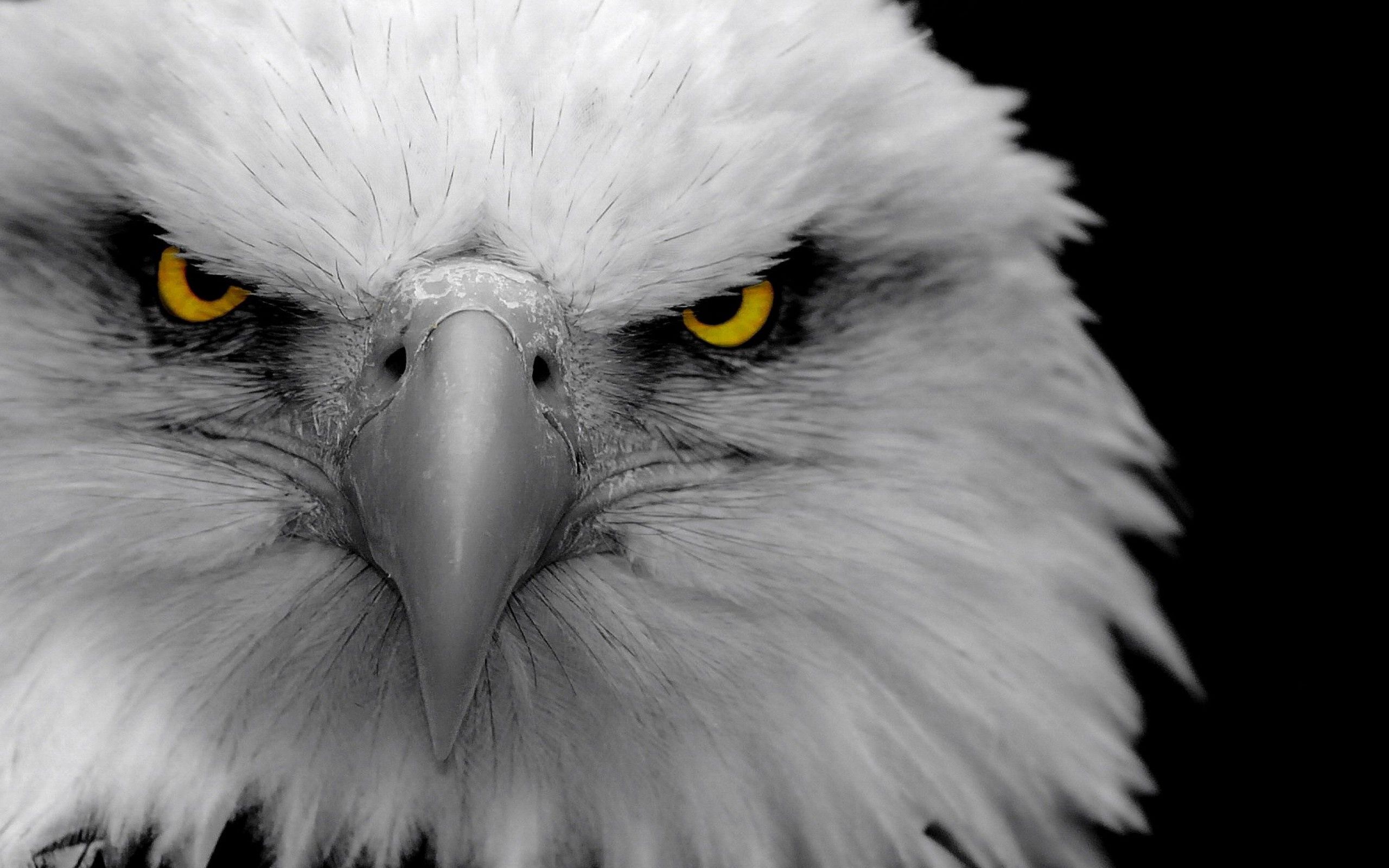 eagle, bird, predator, animals, beak