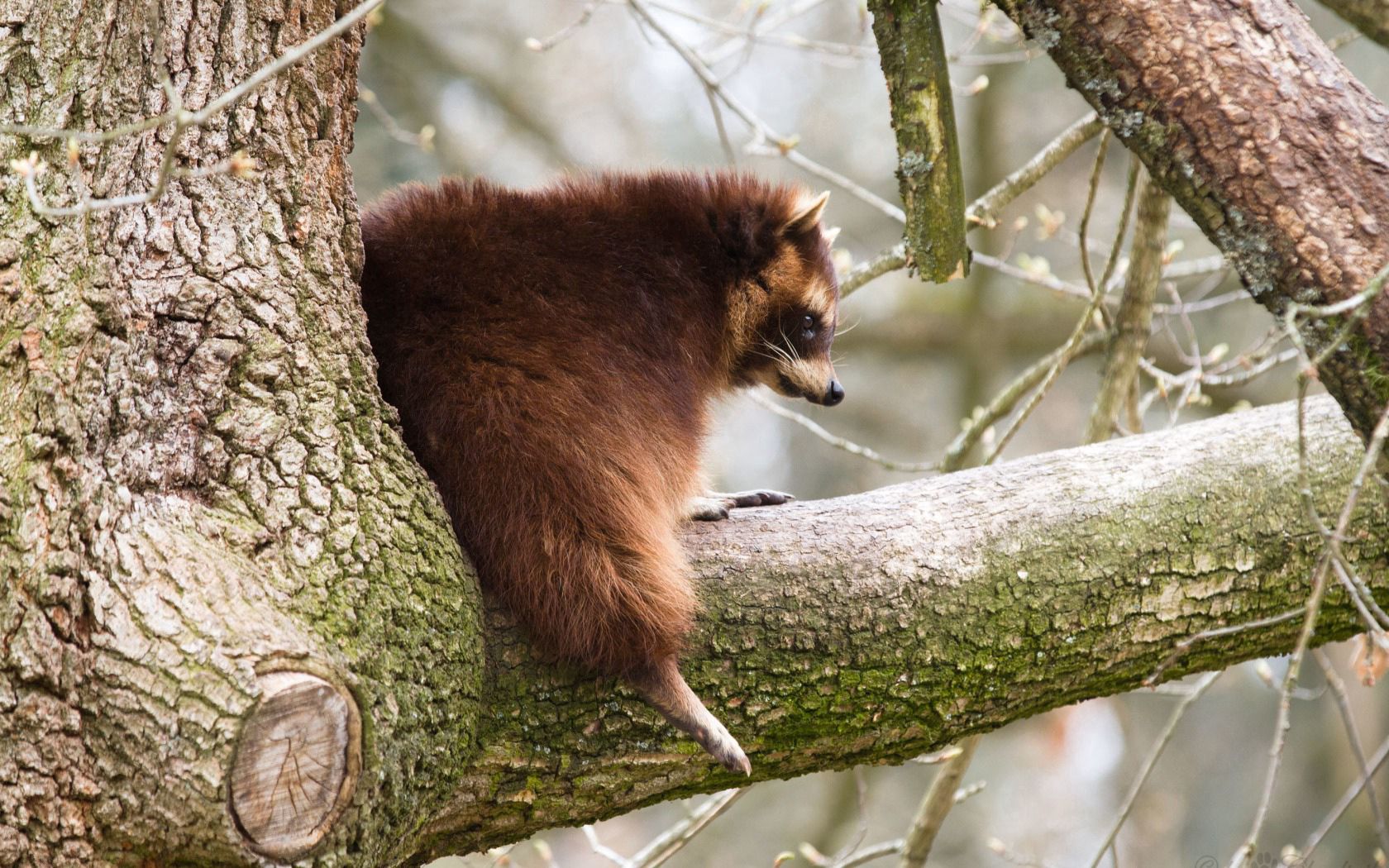animals, wood, tree, branch, fat, thick, raccoon