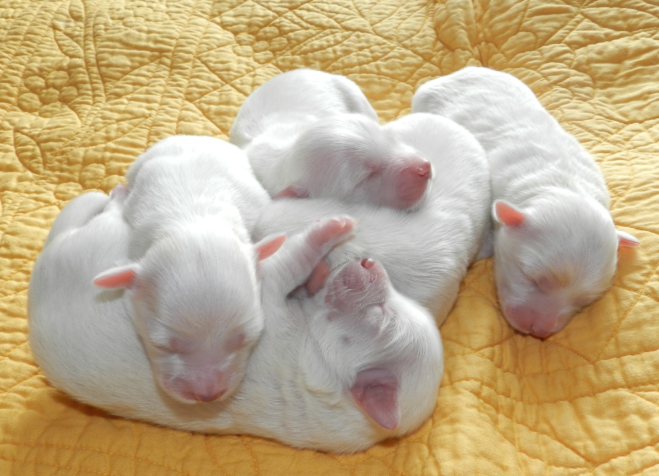 Téléchargez gratuitement l'image Animaux, Chiens, Chien, Chiot, Mignon, Bébé Animal sur le bureau de votre PC