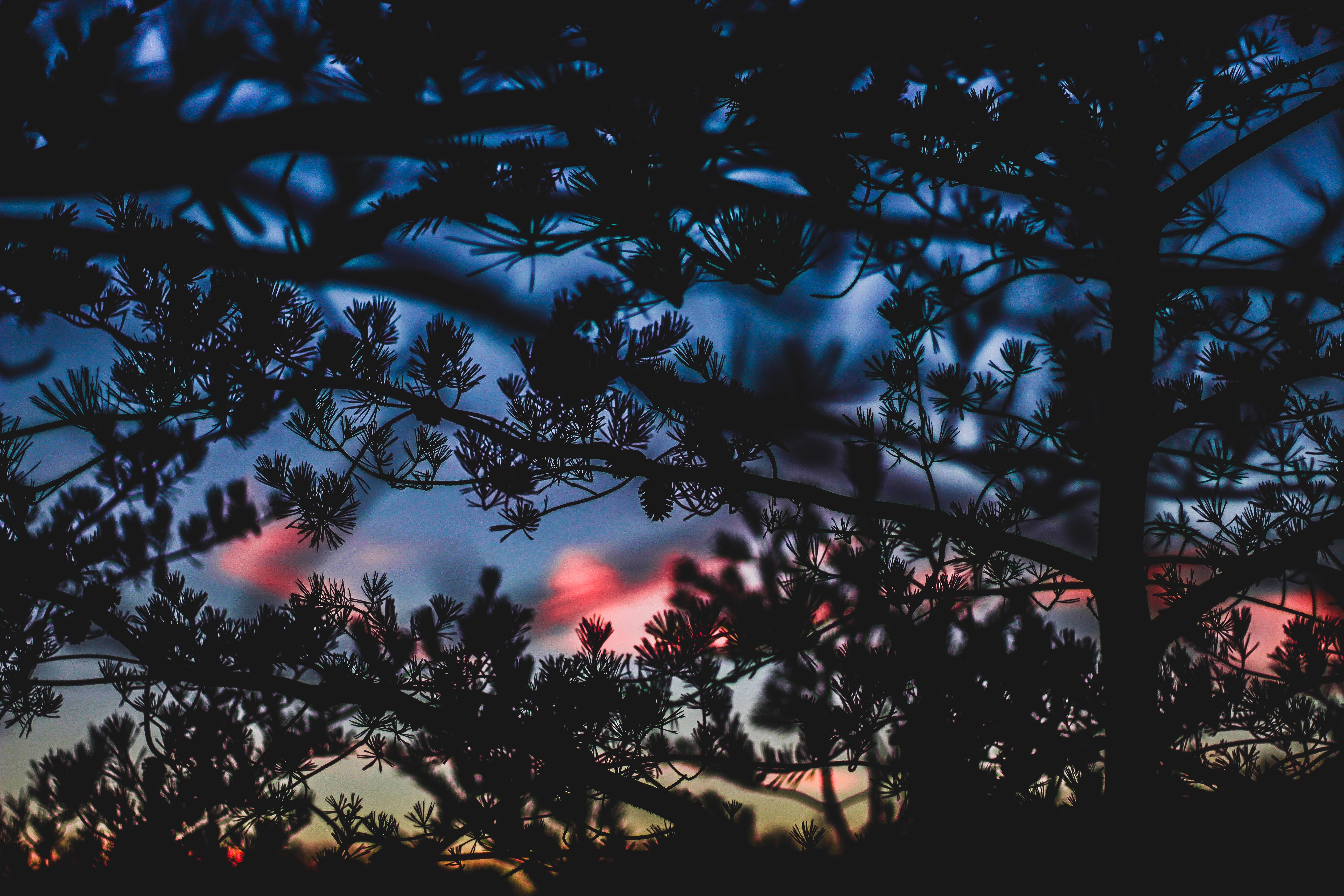 Free download wallpaper Sunset, Bush, Branches, Dark, Blur, Smooth on your PC desktop